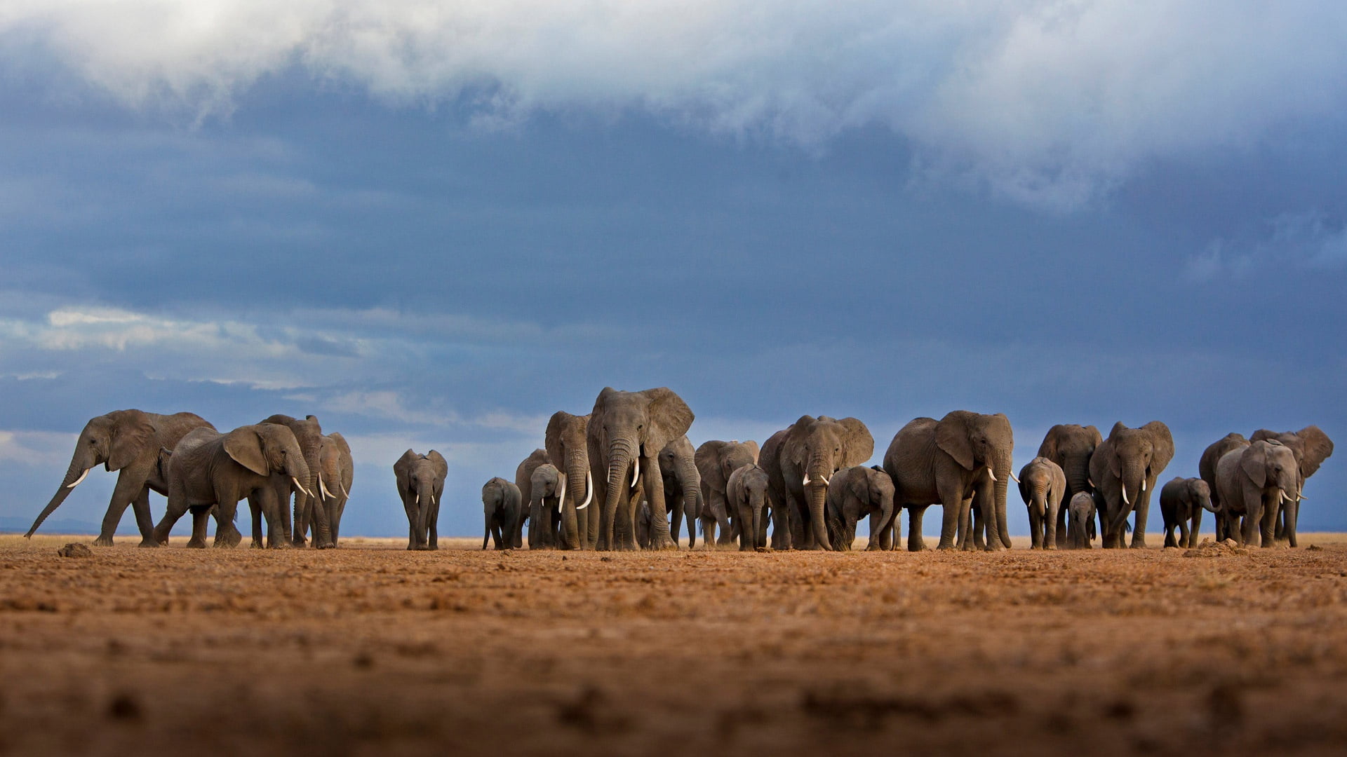Kenya, Baby Animal, Africa, Animal, Elephant, 1080P, HD Wallpaper