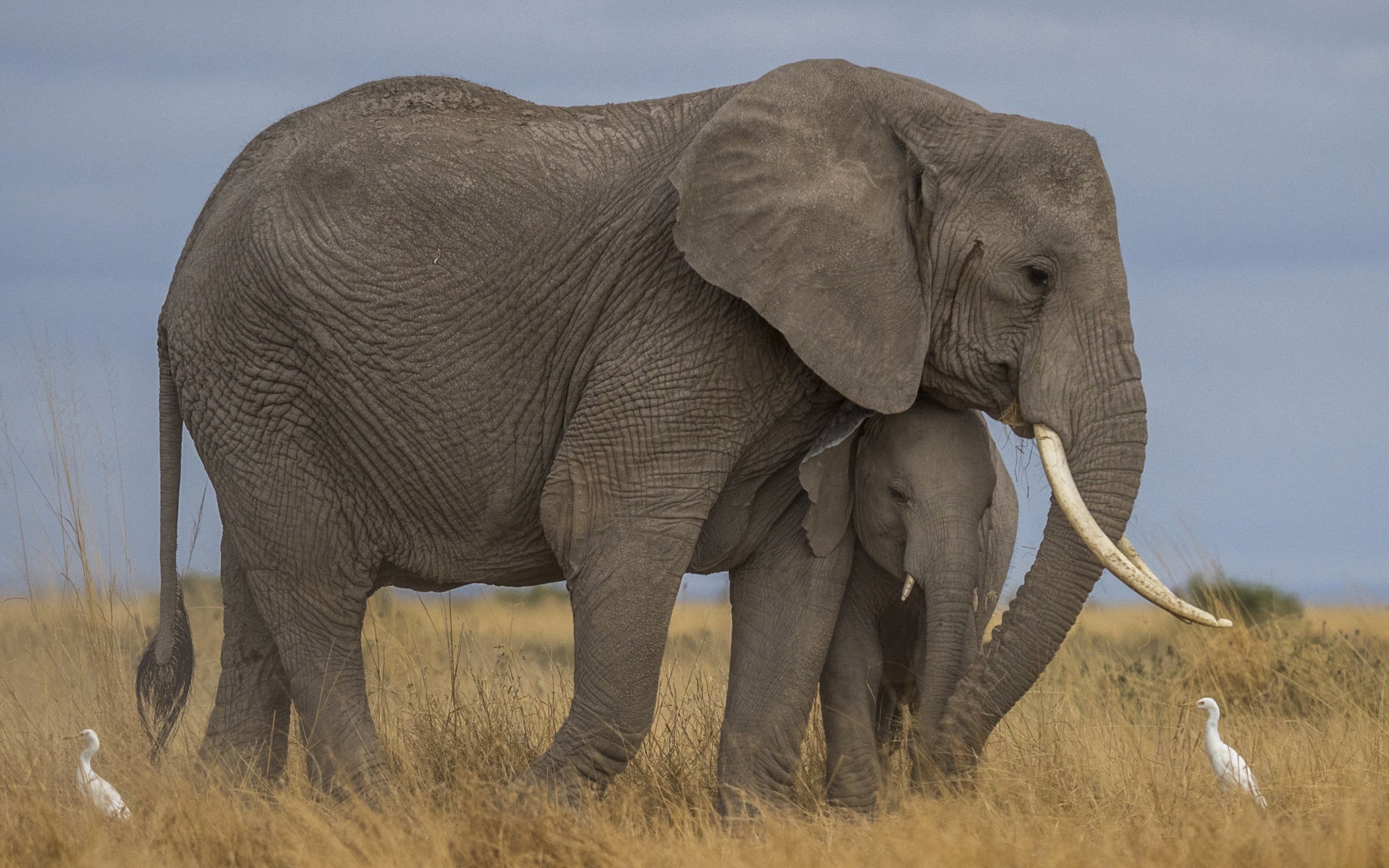 Elephant, Baby Animal, Africa, 2K, Animal, Wildlife, HD Wallpaper