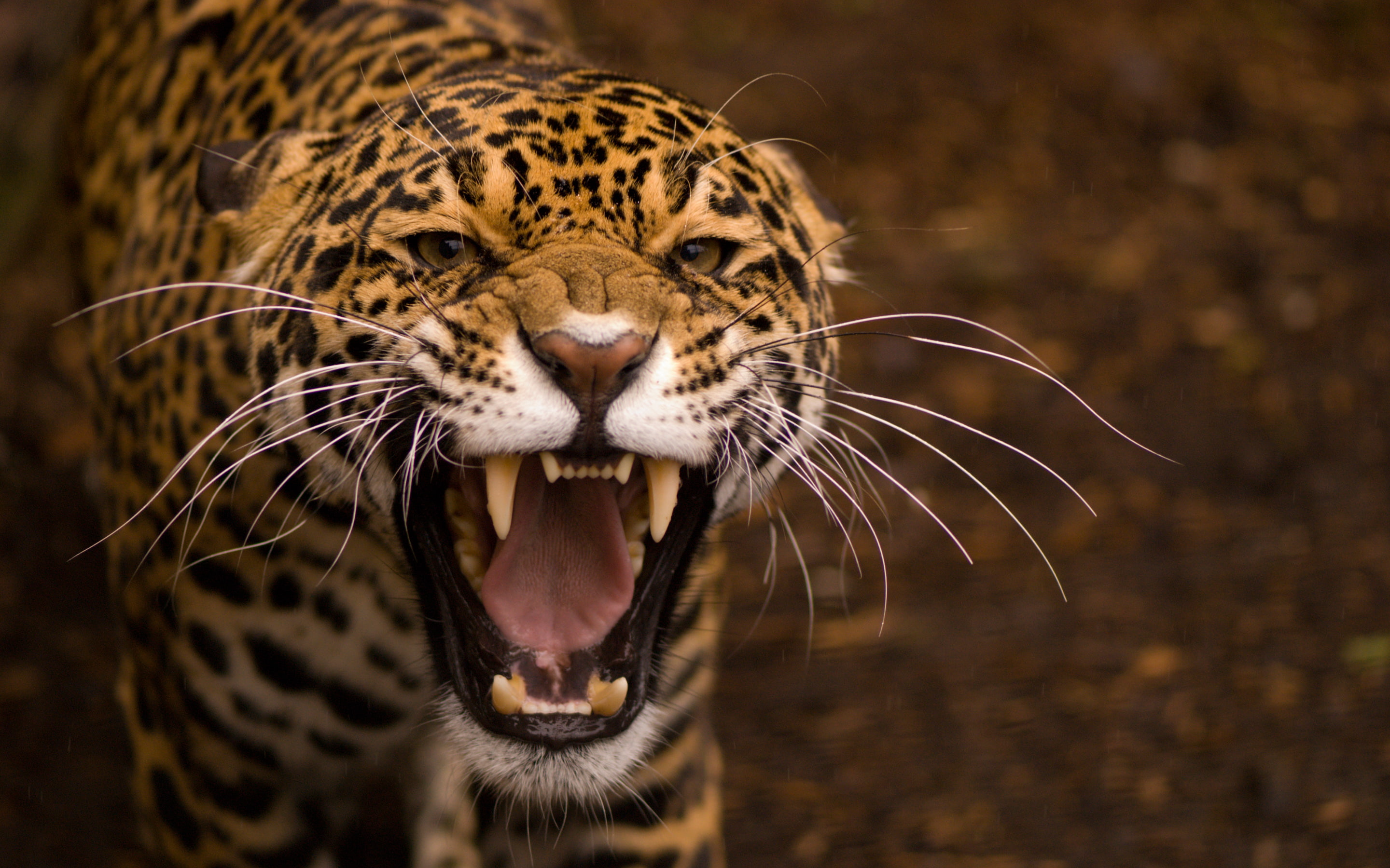 brown, leopard, black, jaguar, 2K, HD Wallpaper