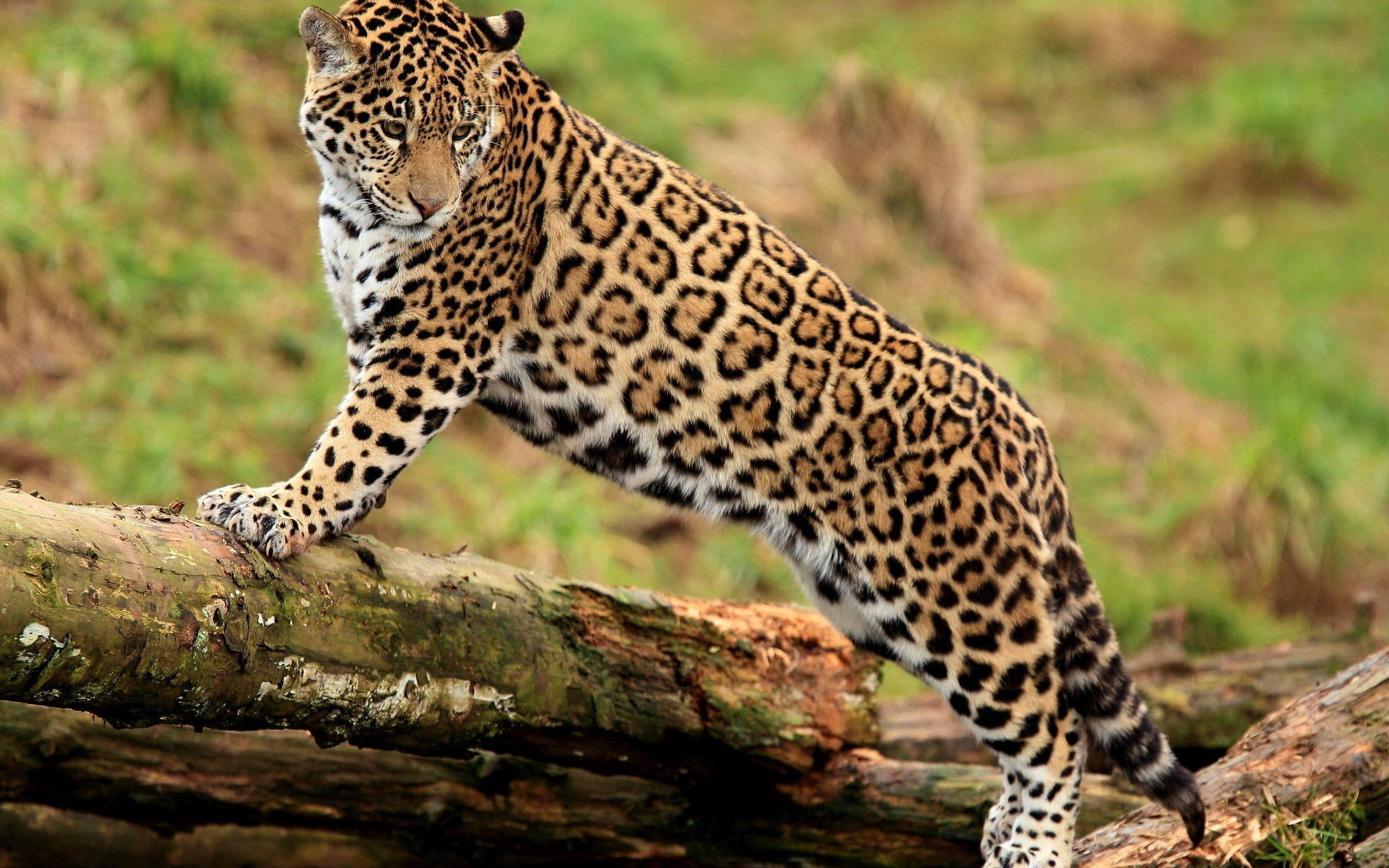 brown, black, jaguar, animals, 2K, 2560x1600, leopard, log, HD Wallpaper