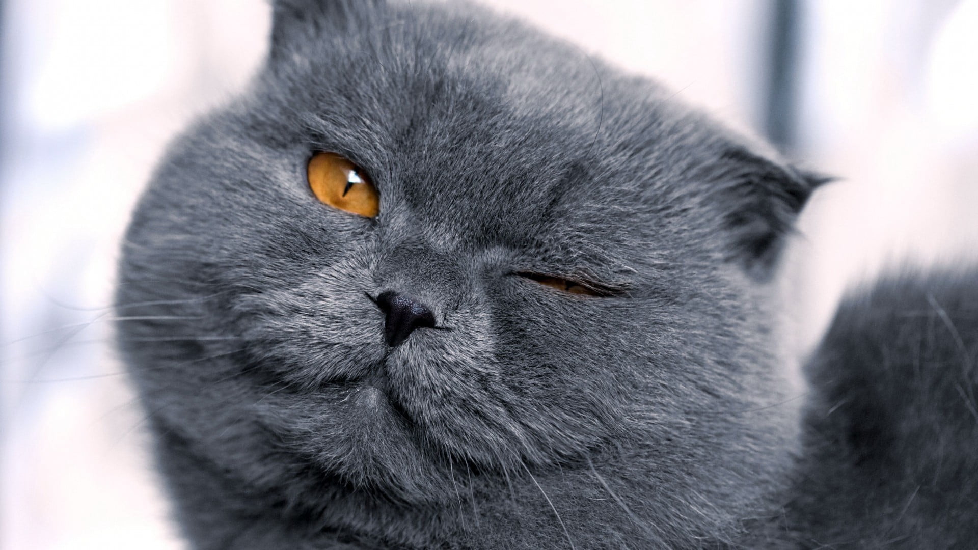 animal, black color, one animal, animal themes, cat, animal head, animal body part, snout, relaxation, domestic animals, whisker, close-up, mammal, portrait, HD Wallpaper