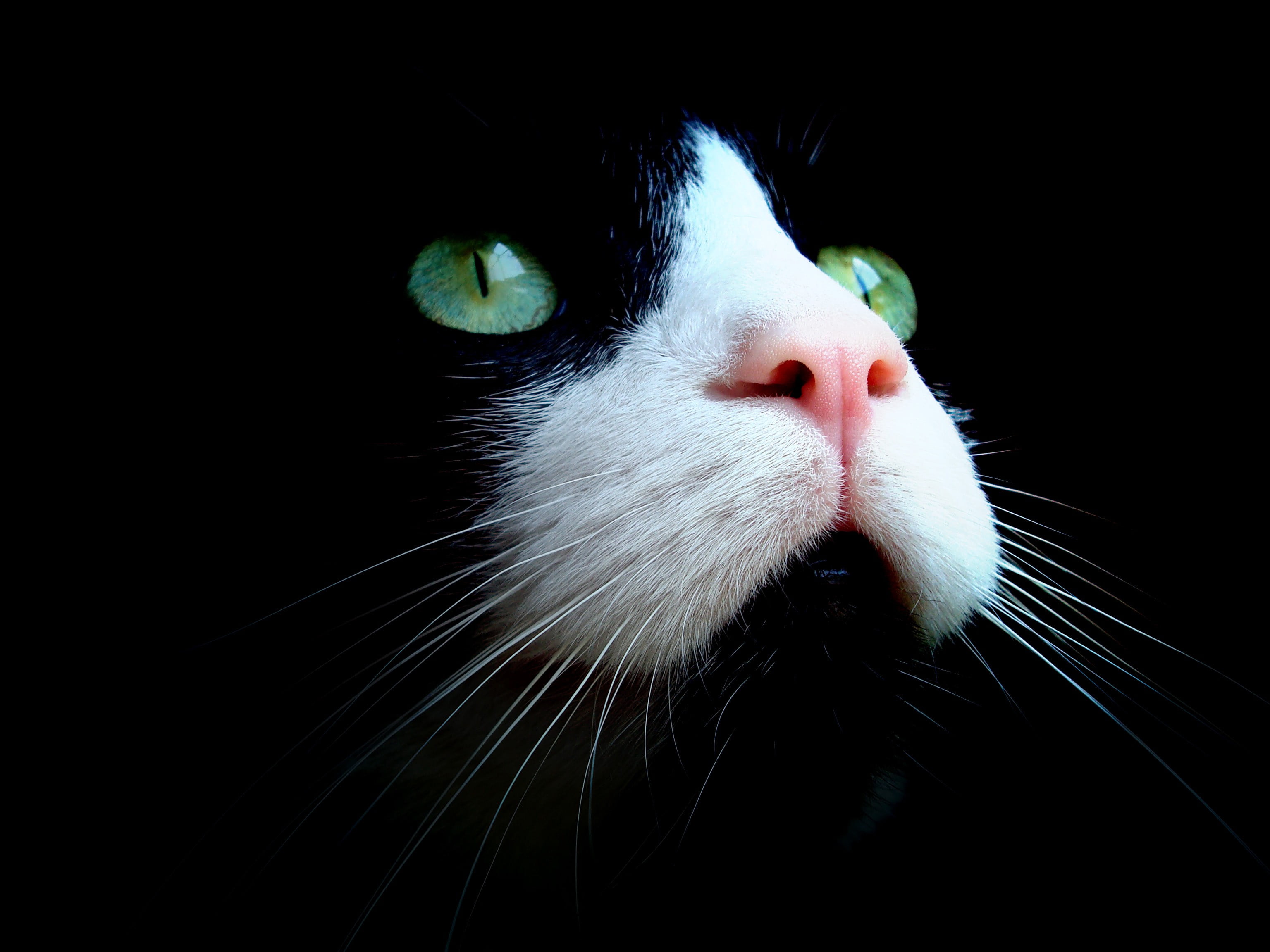 2K, animal body part, mammal, cat, animal head, white, studio shot, snout, indoors, one animal, pets, whisker, black, close-up, animal themes, domestic cat, HD Wallpaper