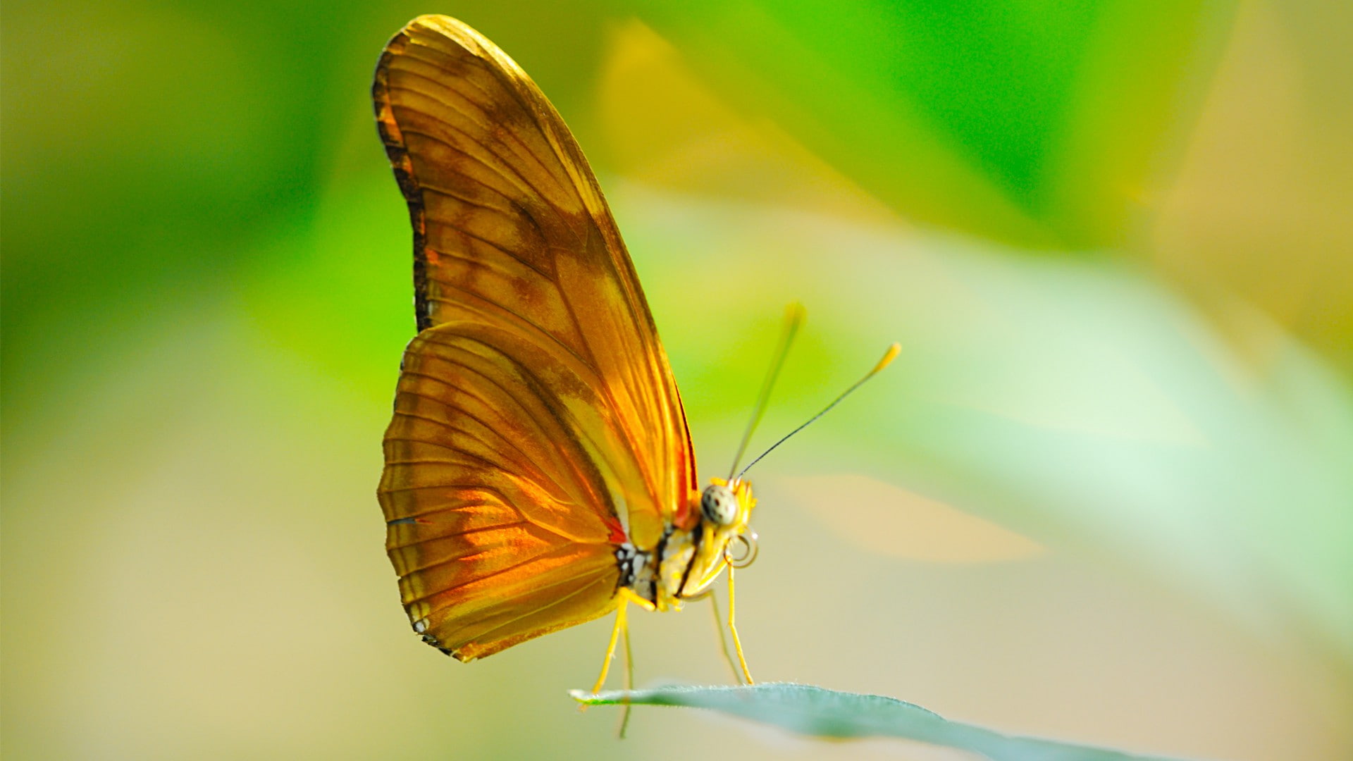 sun, butterfly, proboscis, Macro, 1080P, insect, leaf, wings, HD Wallpaper