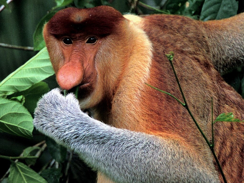 Monkey, 480P, Monkeys, Proboscis Monkey, HD Wallpaper