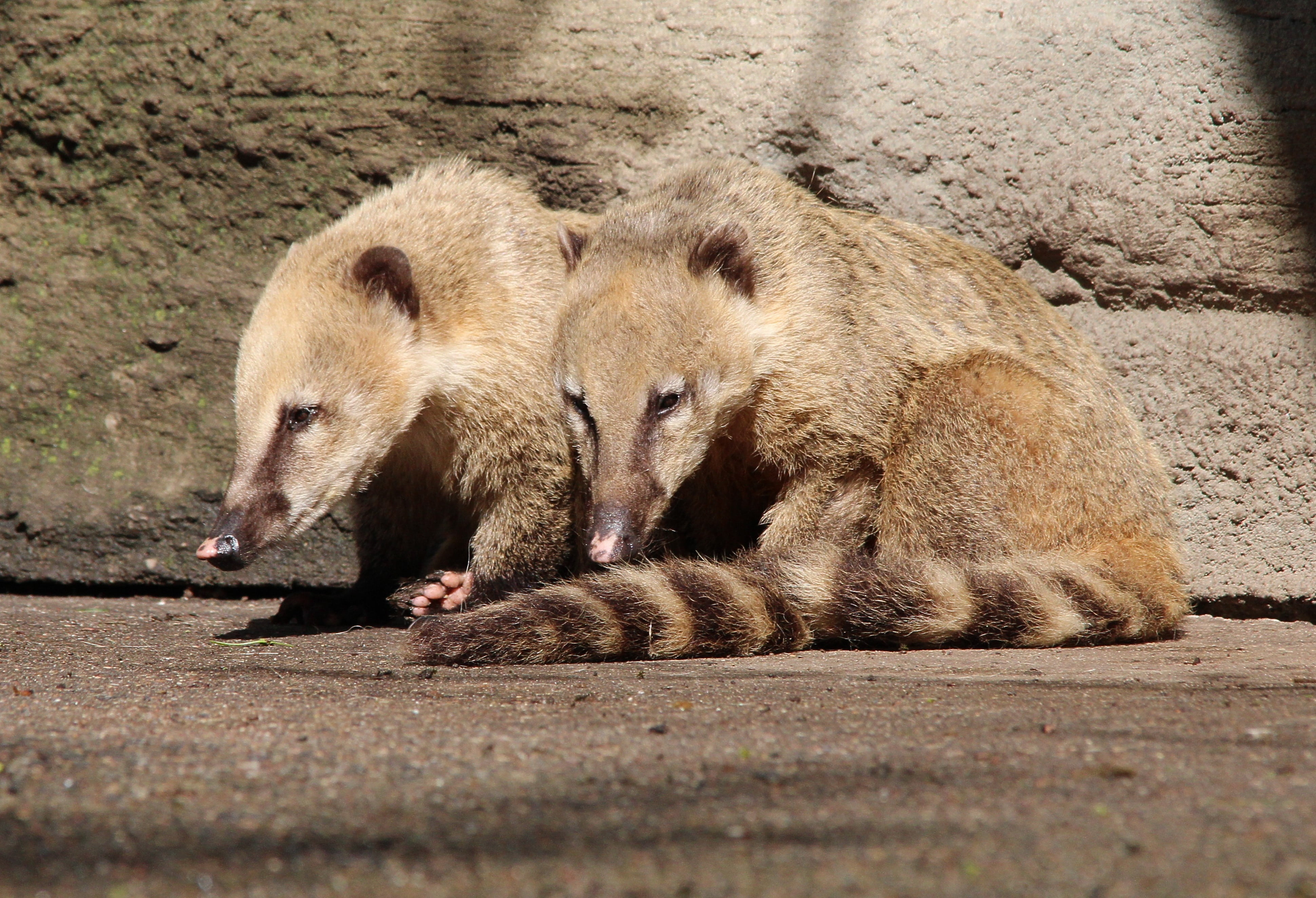 bear, animal world, coati, small bear, animal wildlife, outdoors, group of animals, relaxation, mammal, animal, nature, land, animals in the wild, no people, HD Wallpaper