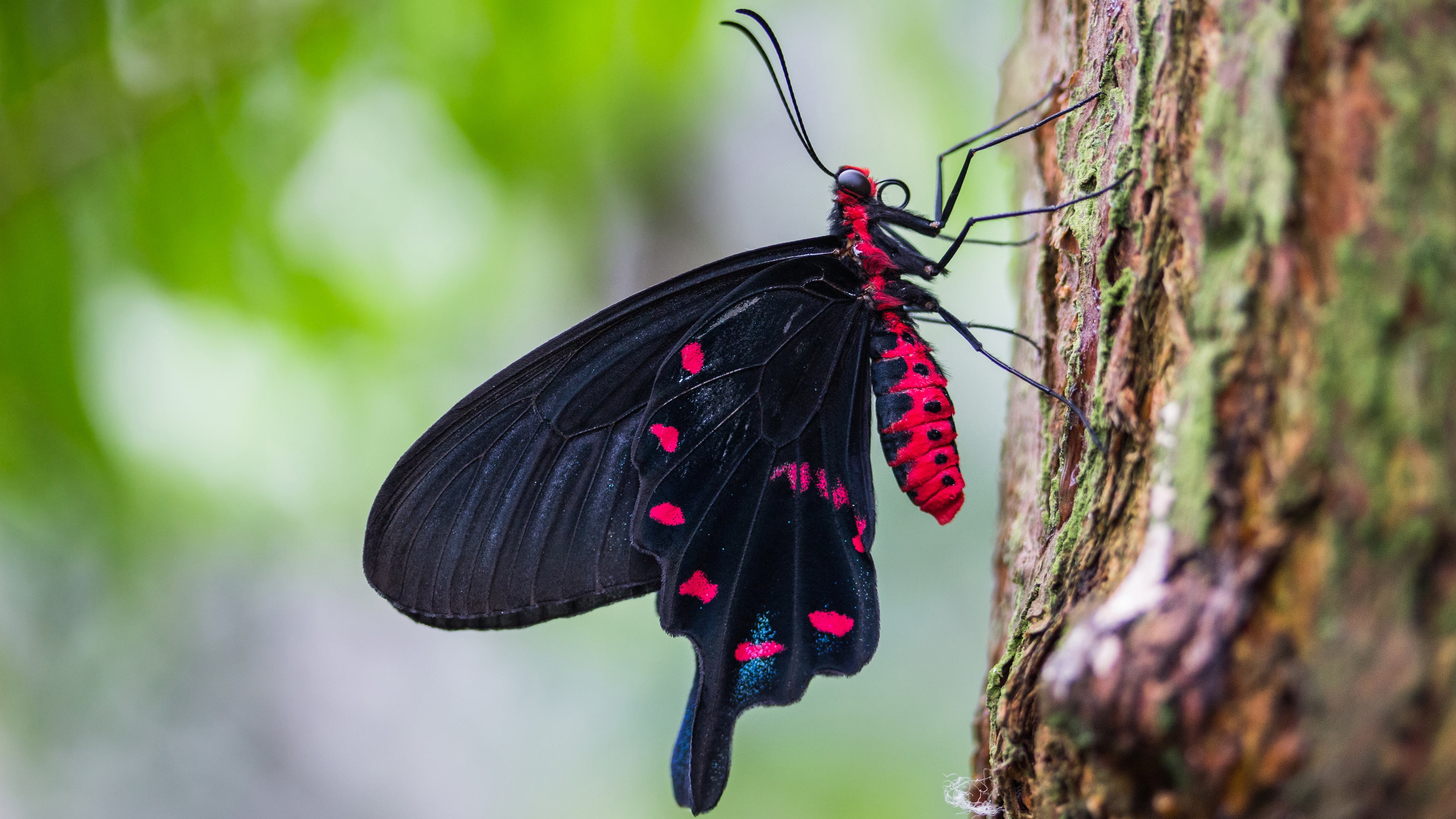 black, green, macro, pattern, bark, insects, 4K, butterfly, insect, tree, background, blurred, nature, red, proboscis, HD Wallpaper
