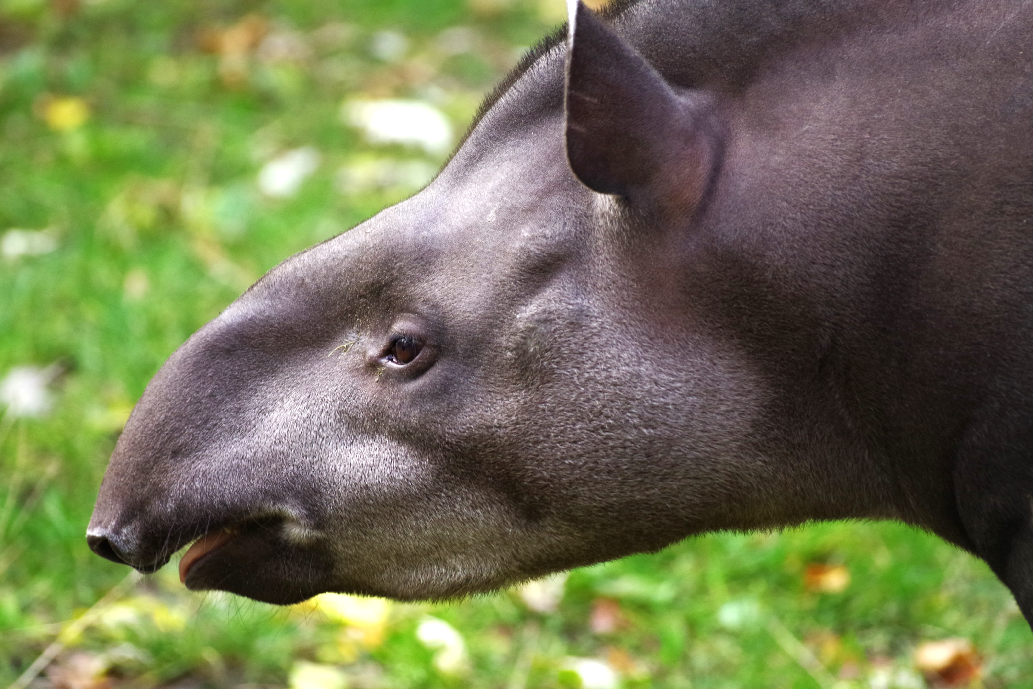 close-up, domestic animals, animal, pets, animal head, proboscis, animal nose, animal wildlife, domestic, tapir, nature, zoo, animal eye, day, perissodactyla, HD Wallpaper