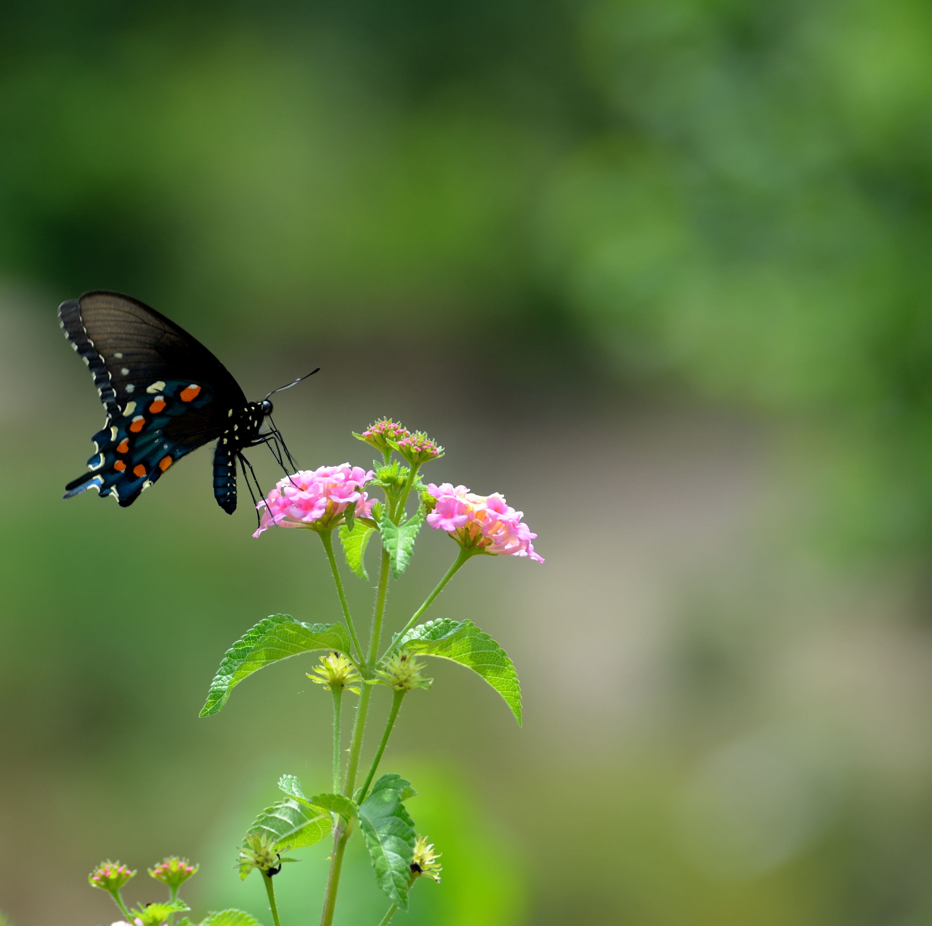 meadow, freshness, buttery, flower head, natural, animal wildlife, animals in the wild, one animal, leaves, petal, wings, vulnerability, animal, papilio, HD Wallpaper