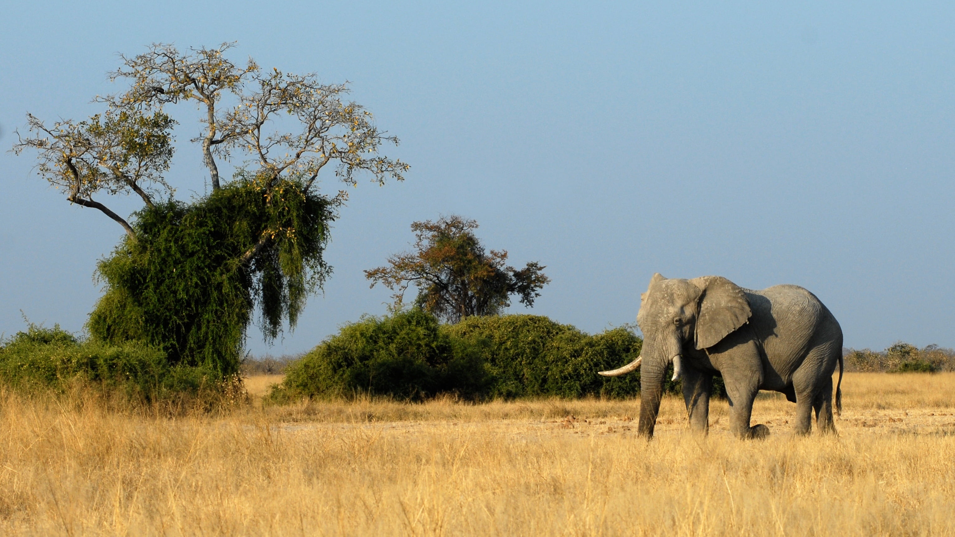 animal family, safari, africa, no people, landscape, outdoors, tree, large, animals, kenya, savannah, environment, animal wildlife, wildlife, african Elephant, HD Wallpaper