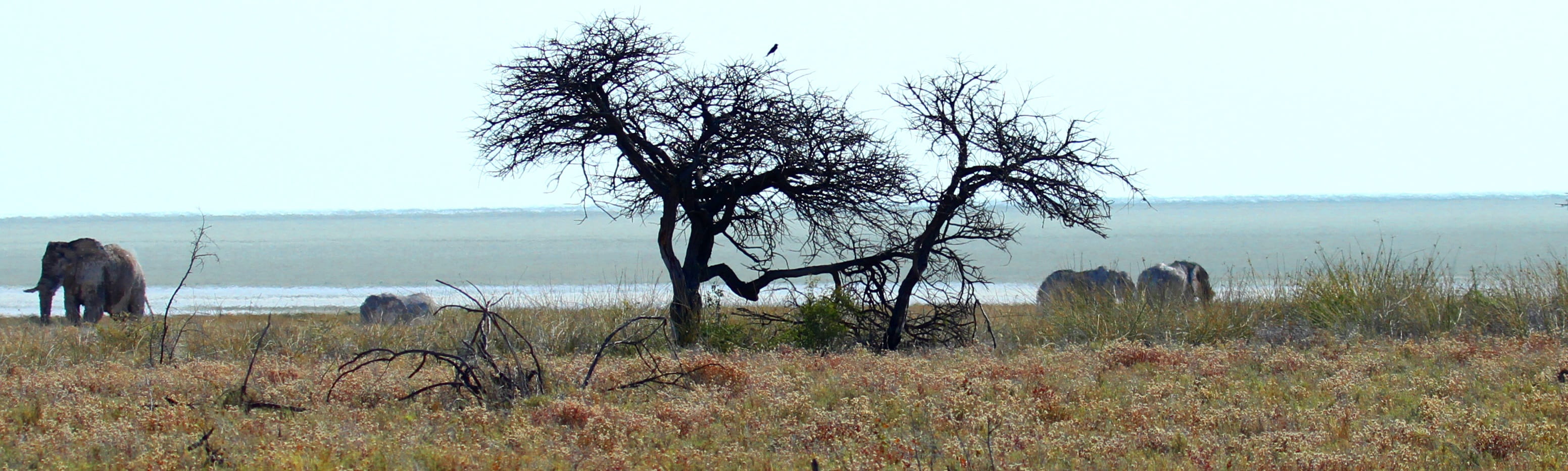 etosha, wildlife reserve, savannah, 2K, nature, national park, environment, grass, landscape, africa, elephant, beauty in nature, african bush elephant, HD Wallpaper