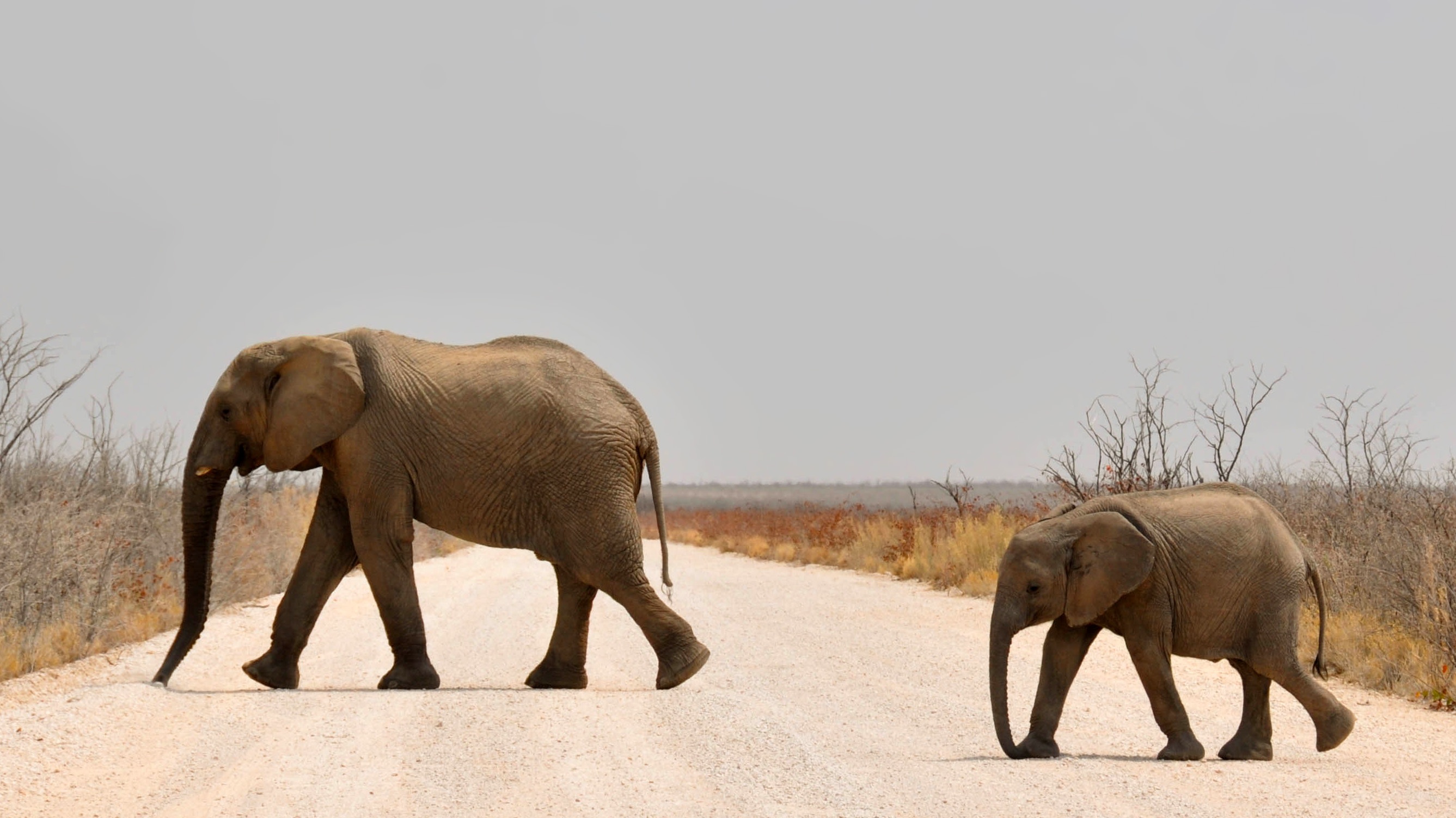 african Elephant, safari, crossing, africa, 2K, elephant, safari Animals, animal trunk, nature, animal, dry, young elephant, heiss, animal themes, day, HD Wallpaper