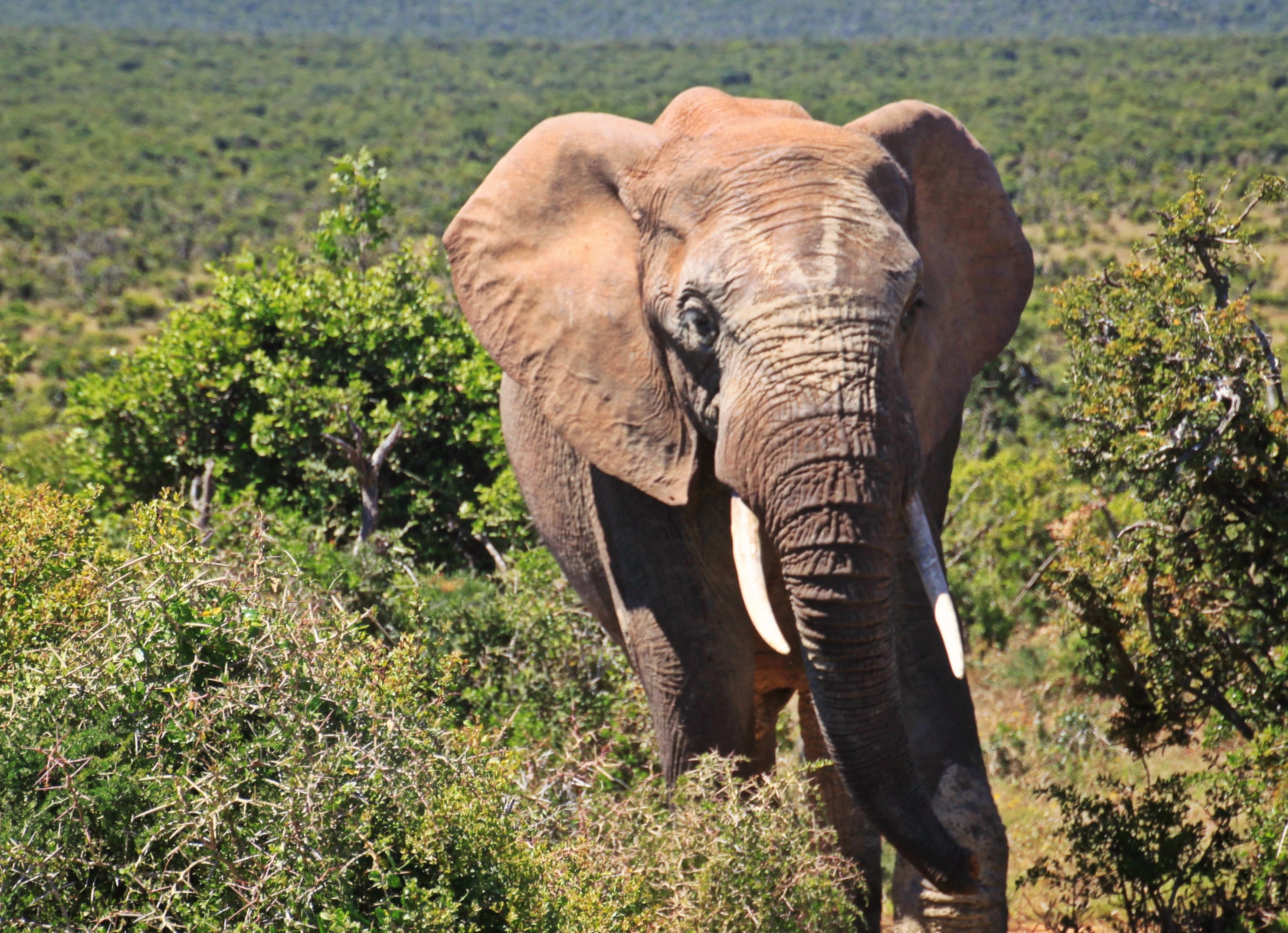 south africa, no people, walking, wilderness, land, forest, outdoors, proboscis, wild animal, animal trunk, animal portrait, 2K, bushland, standing, herbivorous, HD Wallpaper