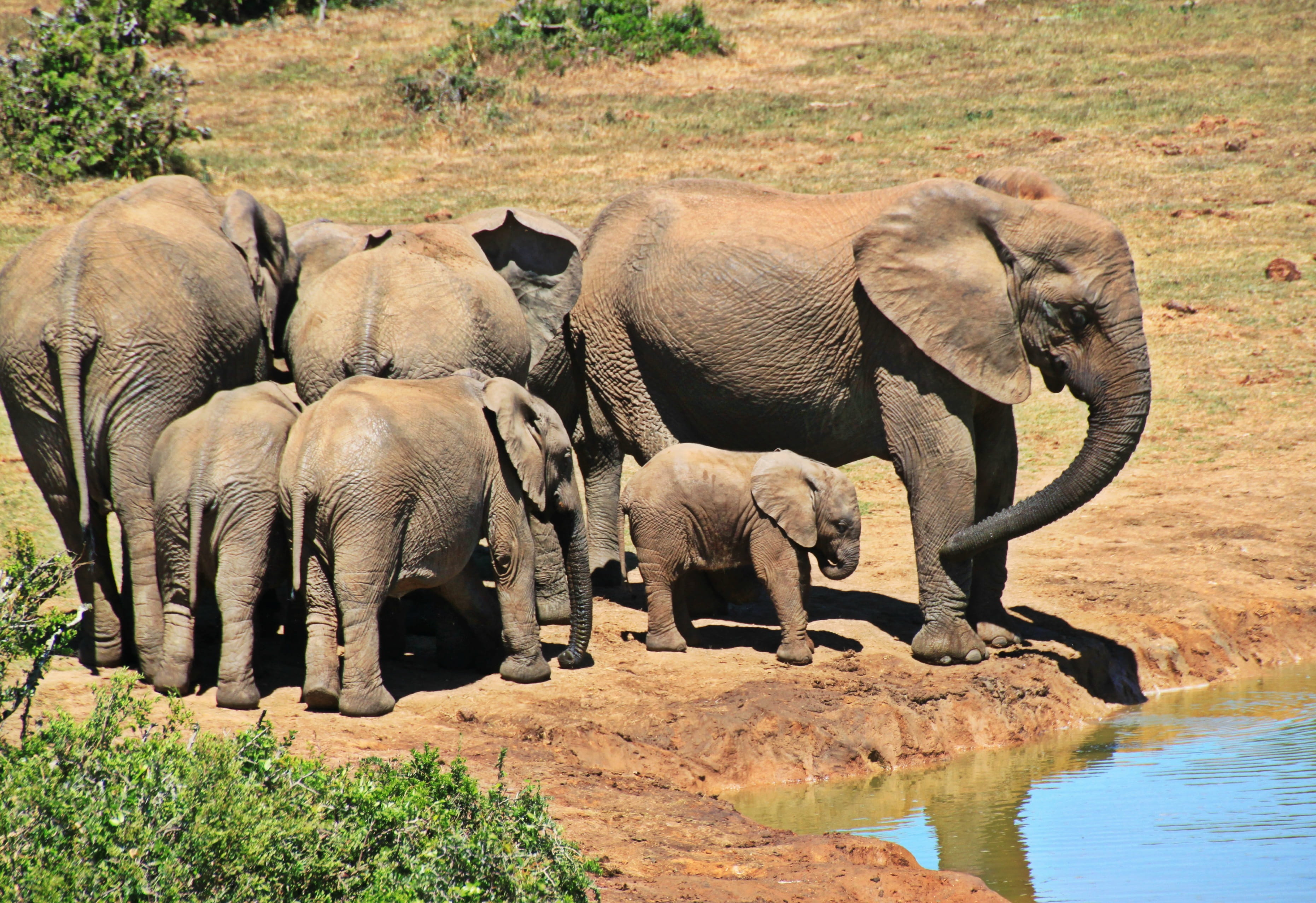 water, animal wildlife, ears, vertebrate, sunlight, herd, plant, elephants, calf, animal themes, animal, female, no people, elephant family, bush, lake, HD Wallpaper