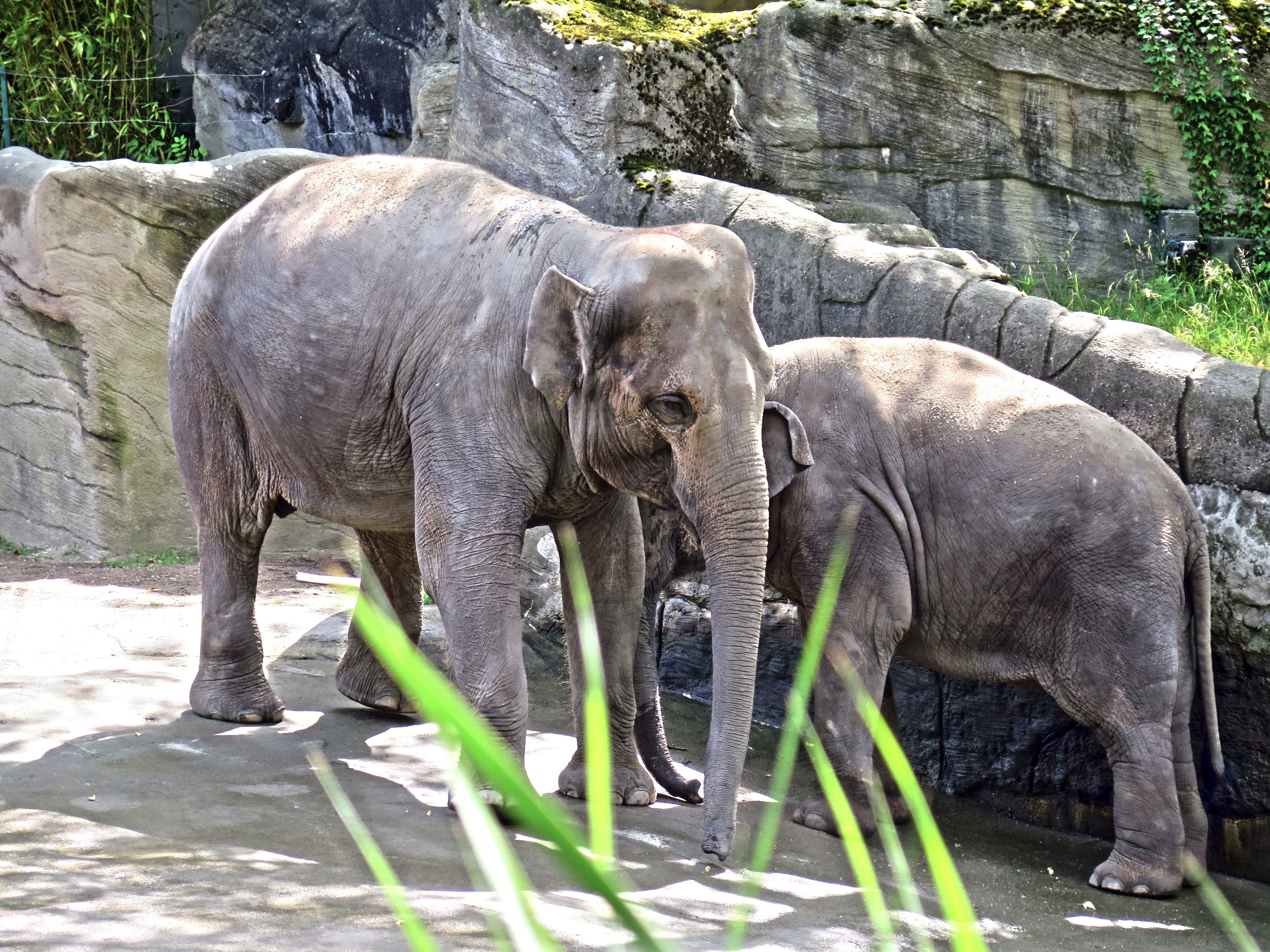 animal family, animal themes, animals in the wild, animals in captivity, ruesseltier, animal, zoology, animal trunk, elephant, young animal, zoo, day, herbivorous, HD Wallpaper
