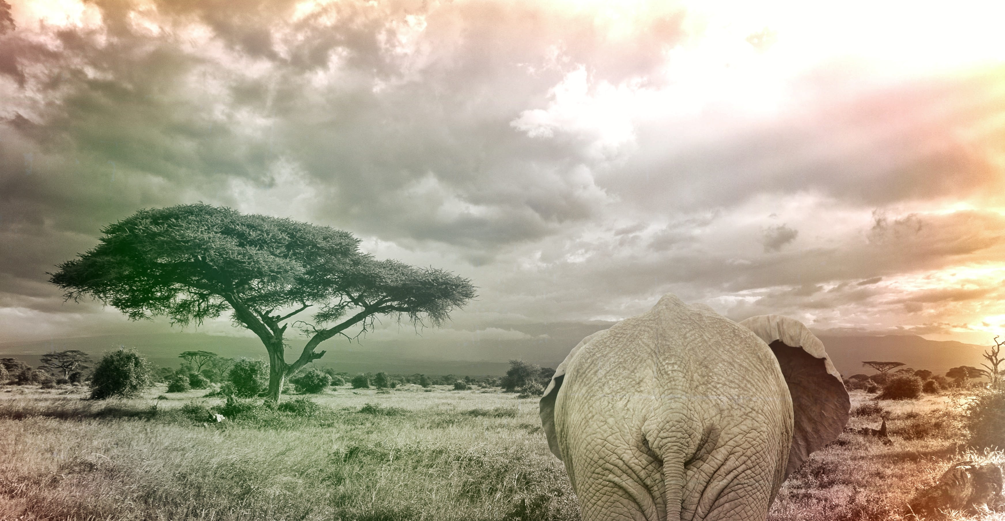 plant, environment, cloudscape, wilderness, outdoors, wildlife, 2K, beauty in nature, animals in the wild, mammal, african bush elephant, field, safari, HD Wallpaper