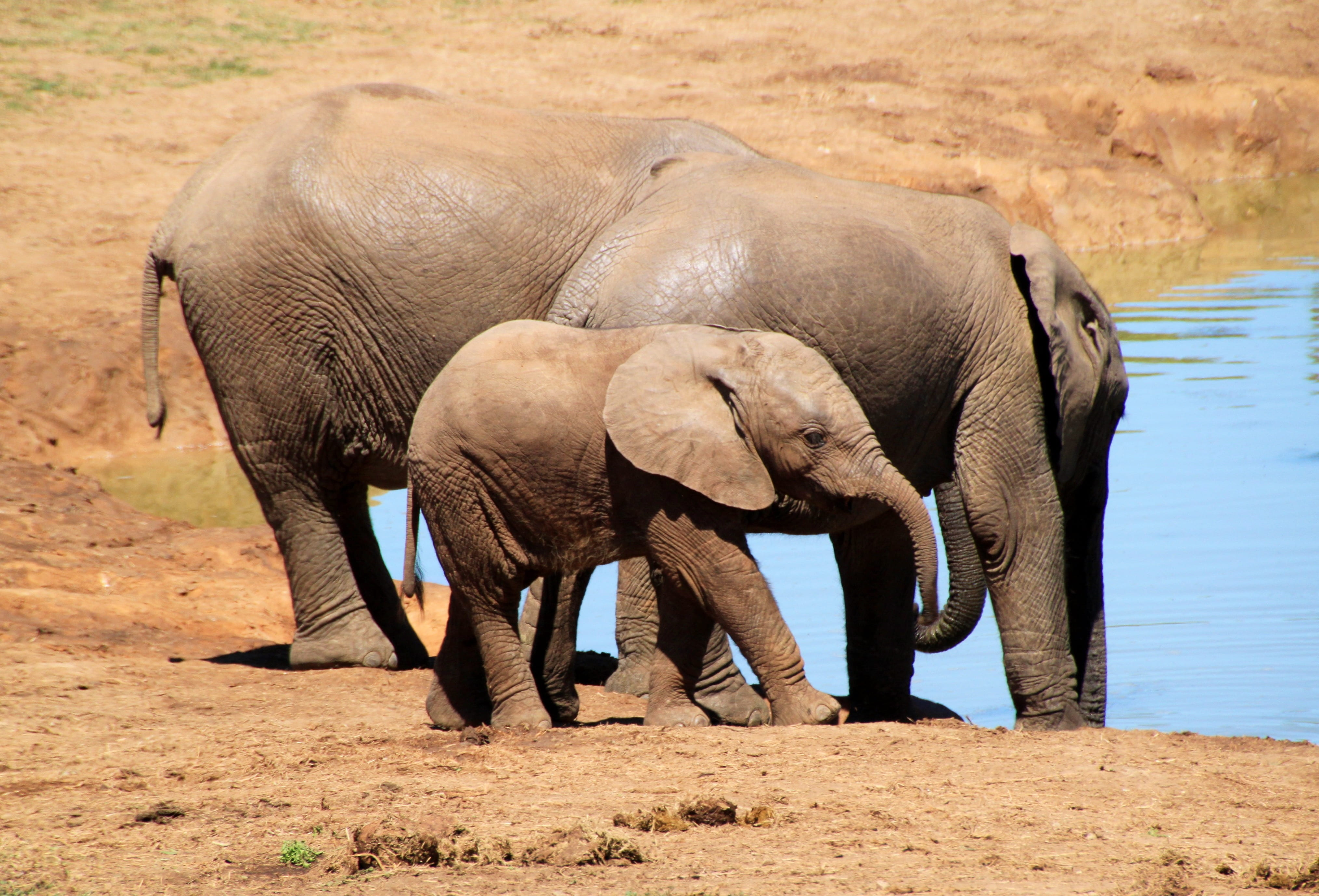 animals in the wild, standing, three, group of animals, large, young elephant, wilderness, watering hole, big five, animal wildlife, proboscis, drink, outdoors, HD Wallpaper