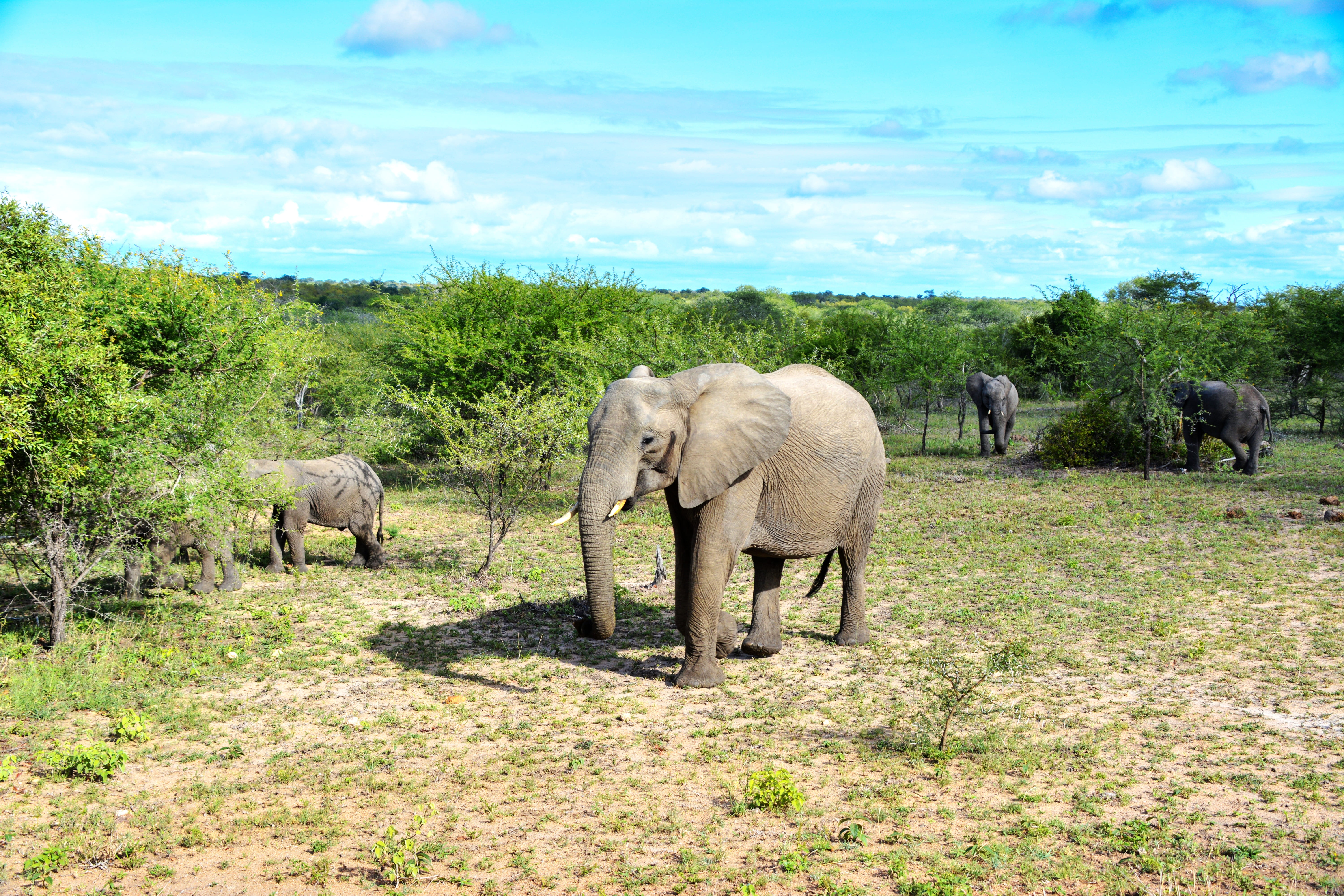 animal themes, animal portrait, no people, plant, vertebrate, sky, african bush elephant, beauty in nature, tree, pachyderm, national park, elephant boy, HD Wallpaper