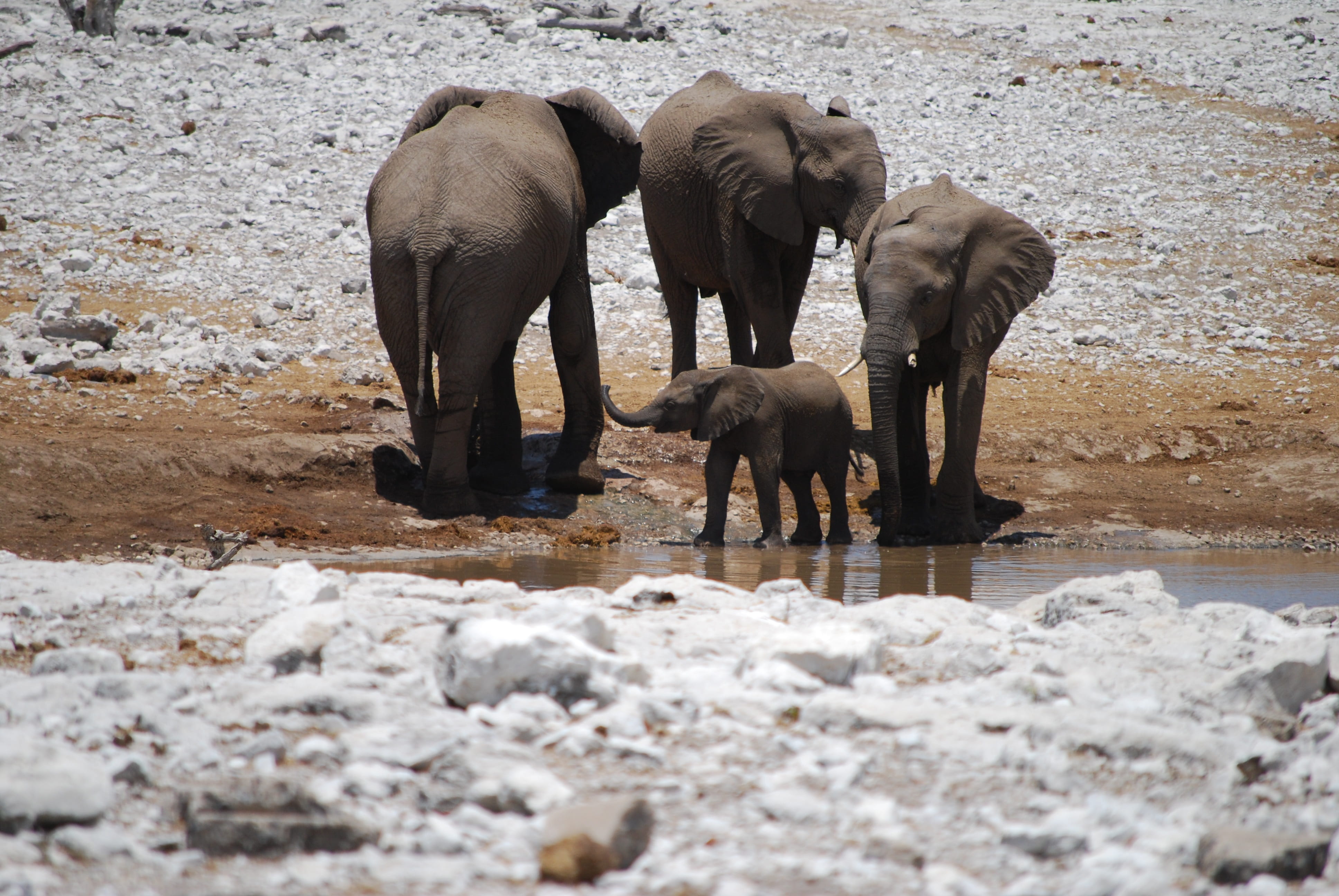 animal themes, animals in the wild, family, outdoors, group of animals, gray, mammal, river, elephant, baby elephant, young animal, nature, water hole, HD Wallpaper