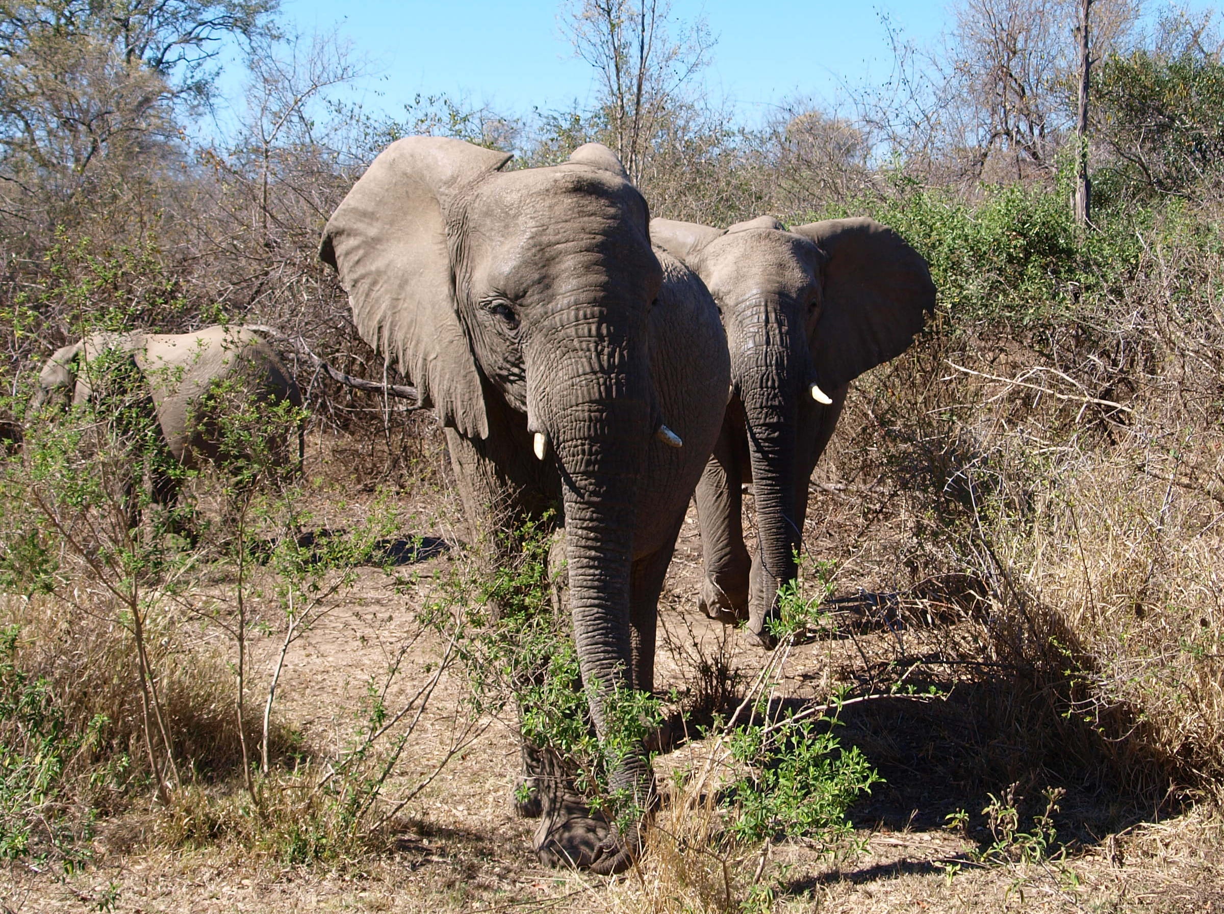 animal trunk, animal world, 1080P, wildlife, safari animals, wildlife reserve, tree, wild, outdoors, no people, day, south africa, the kruger park, national park, HD Wallpaper