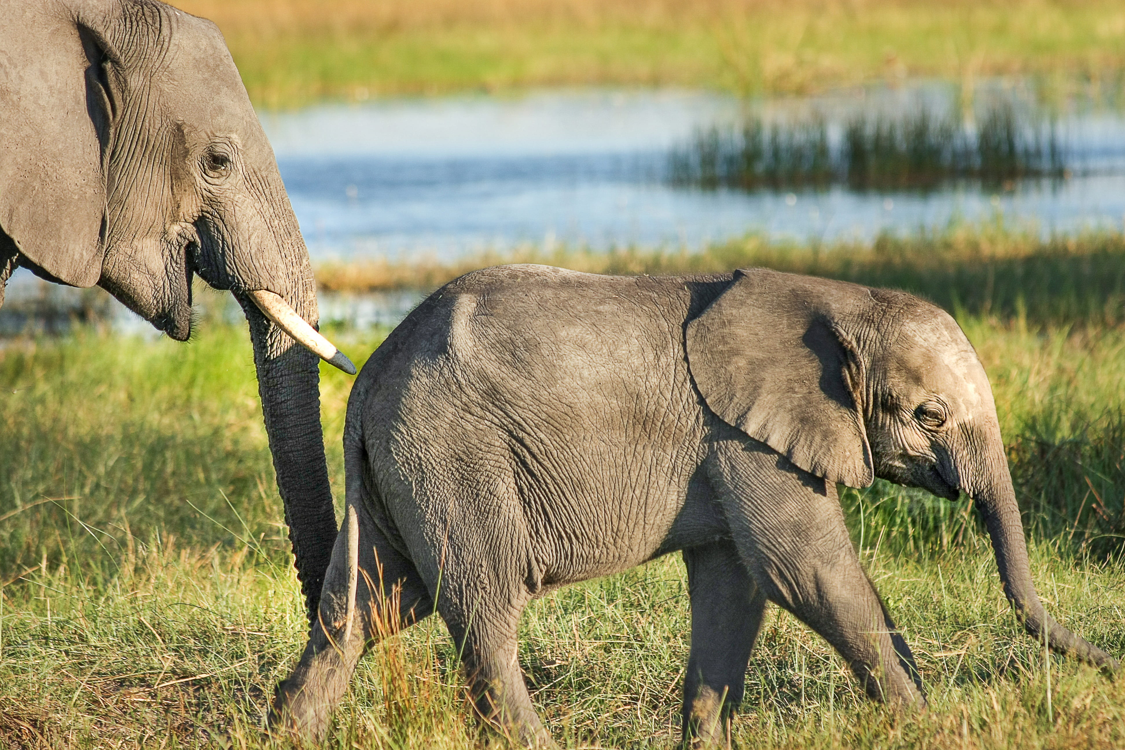 plant, animal family, 4K, two, africa, animal trunk, group of animals, grass, animals in the wild, proboscis, animal themes, animal body part, walking, HD Wallpaper