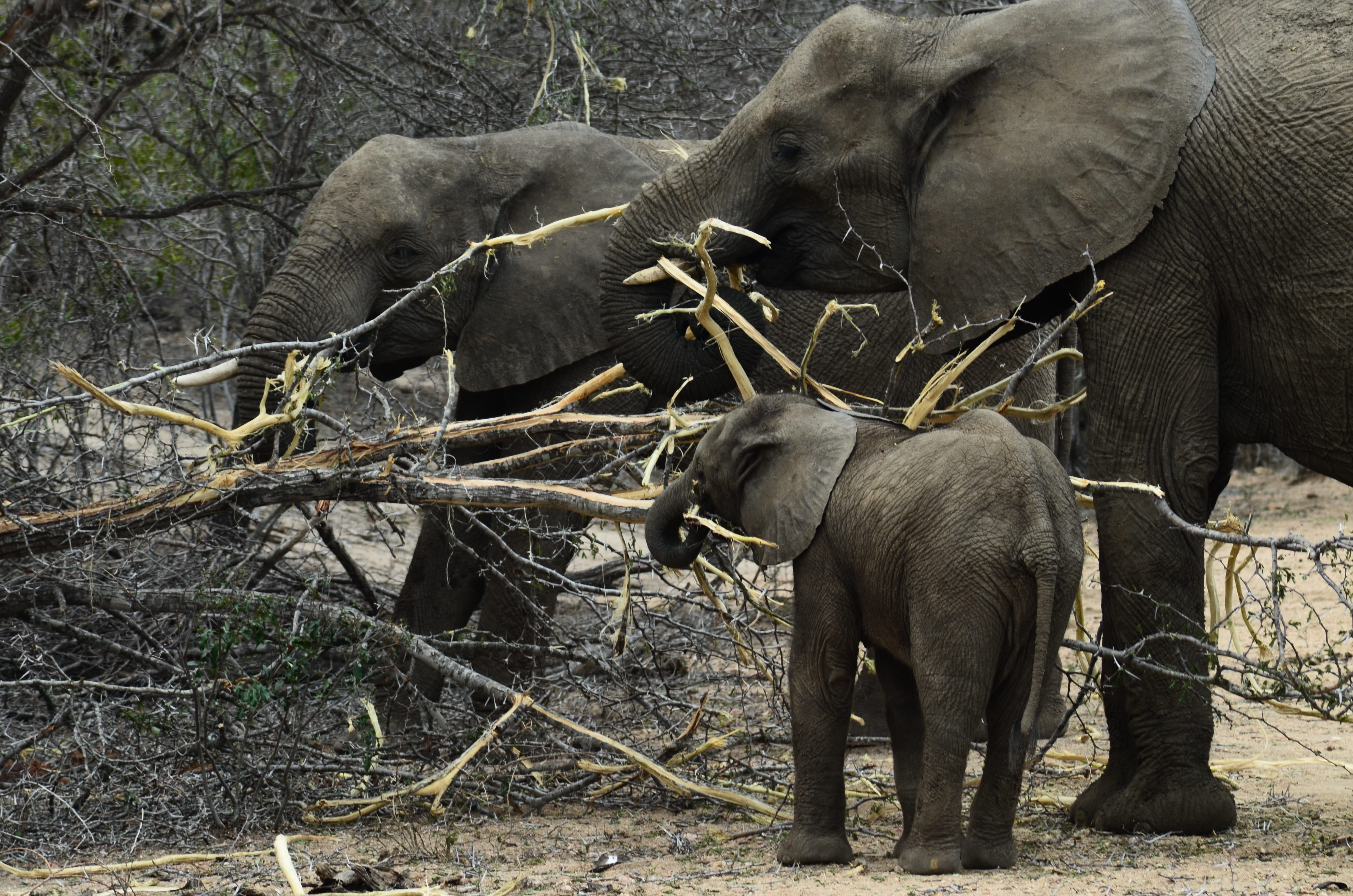 two animals, big five, plant, baby elephant, mammal, wilderness, animal trunk, elephants child, nature, proboscidea, animals in the wild, animal world, HD Wallpaper