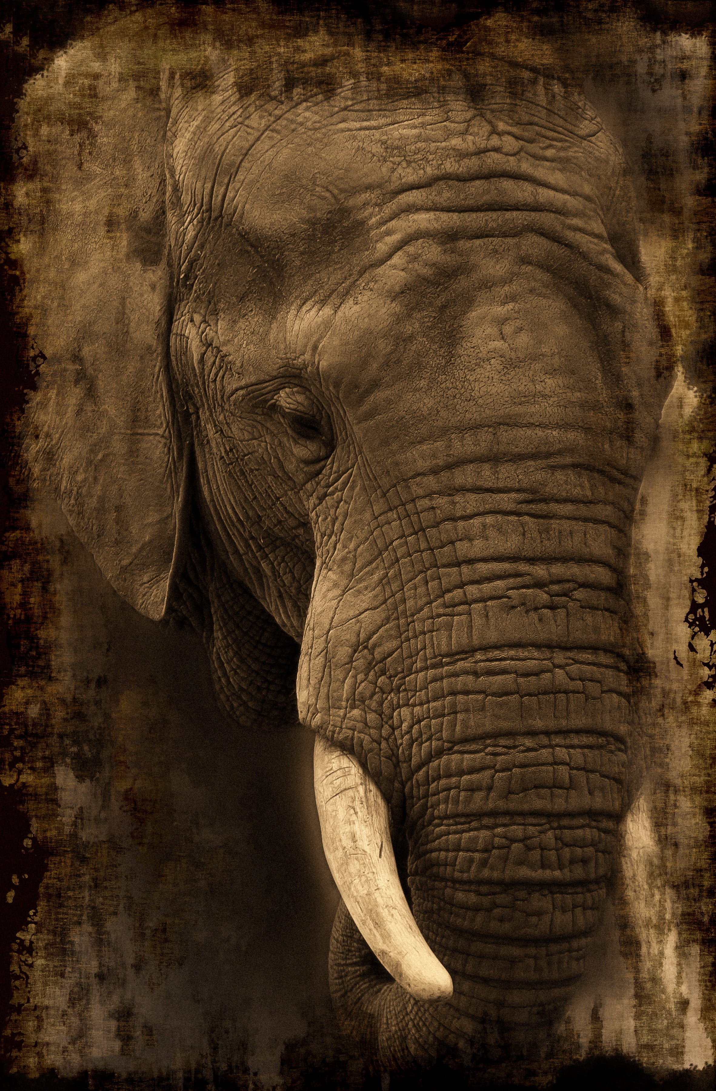 auto post production filter, close-up, national park, mammal, kenya, tusk, animal portrait, safari, animals in the wild, vertebrate, africa, gray, day, Phone HD Wallpaper