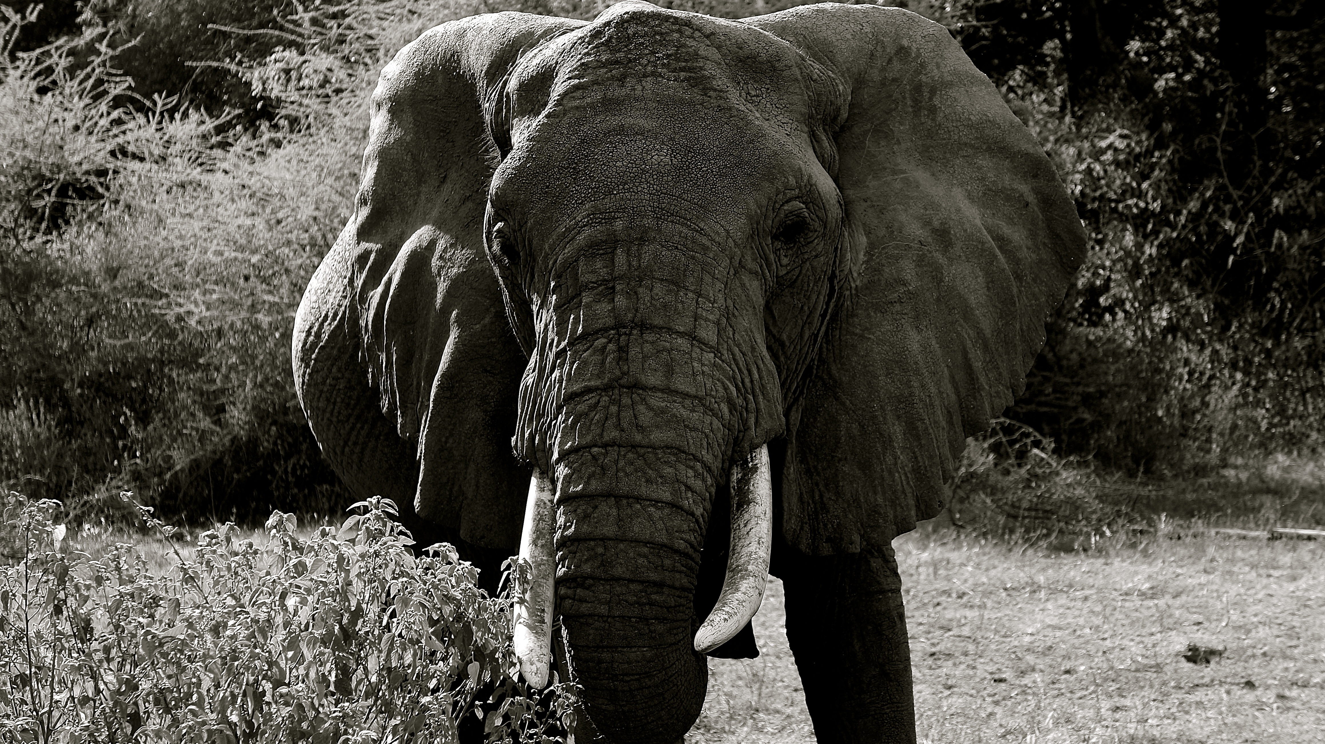 animals in the wild, elephant, african elephant, vertebrate, tanzania, manyara national park, national park, forest, no people, photo, 4K, pachyderm, animal, HD Wallpaper