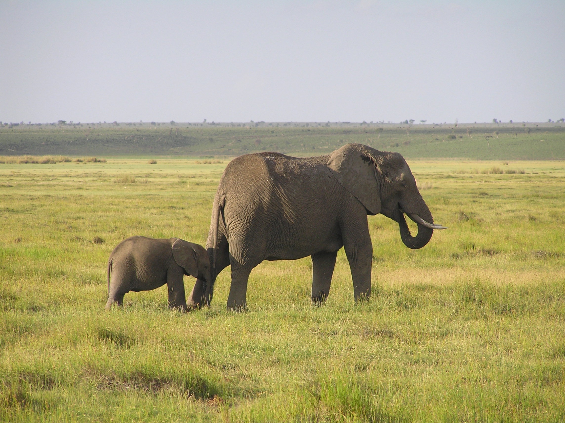 wilderness, african savanna elephant, field, animals In The Wild, plant, wildlife photography, animal themes, kenya, large, sky, animal wildlife, no people, HD Wallpaper