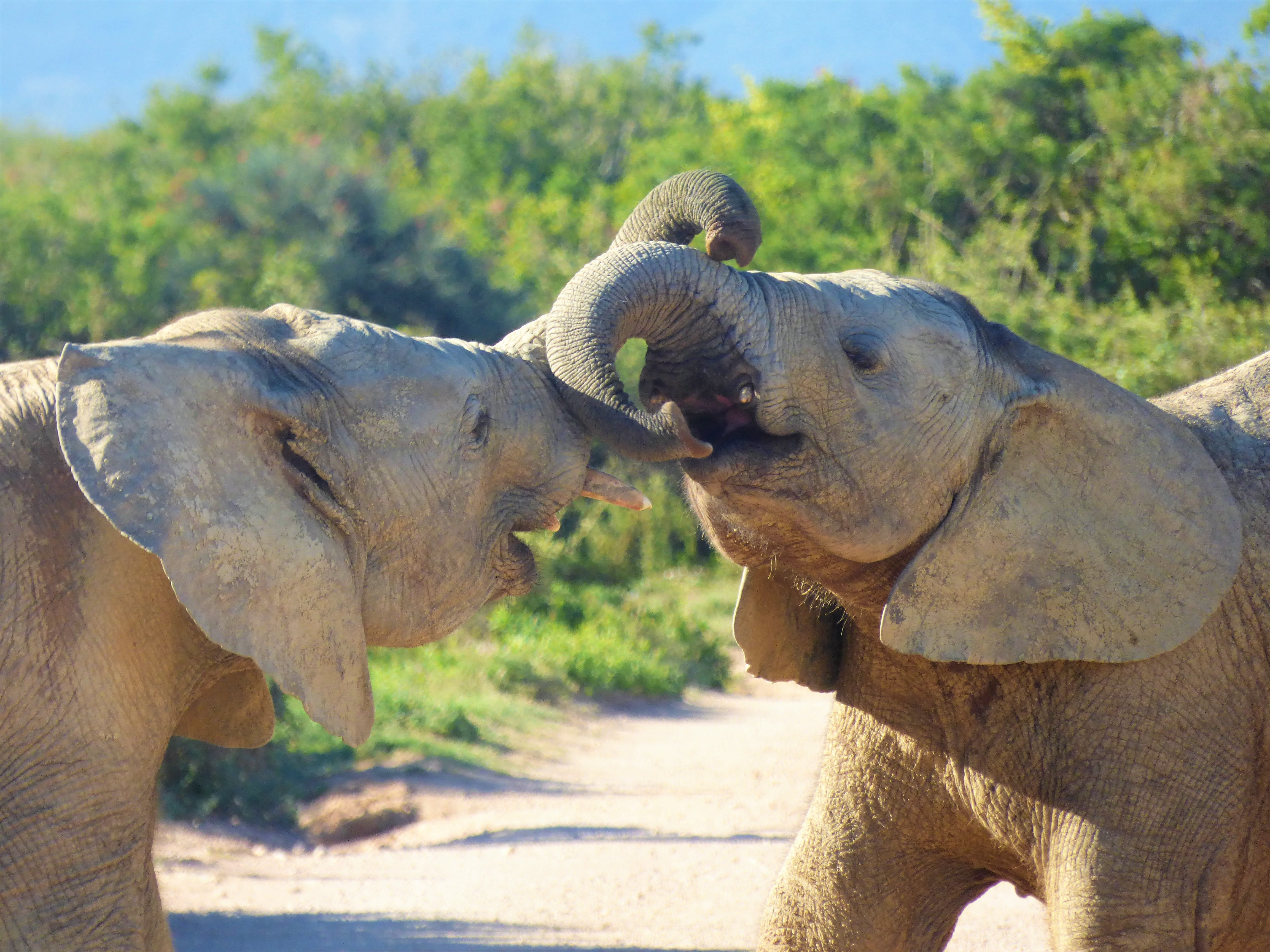 animal, mouth open, herbivorous, travel, sunlight, pachyderm, south africa, two animals, animal wildlife, elephant, proboscis, african bush elephant, field, HD Wallpaper