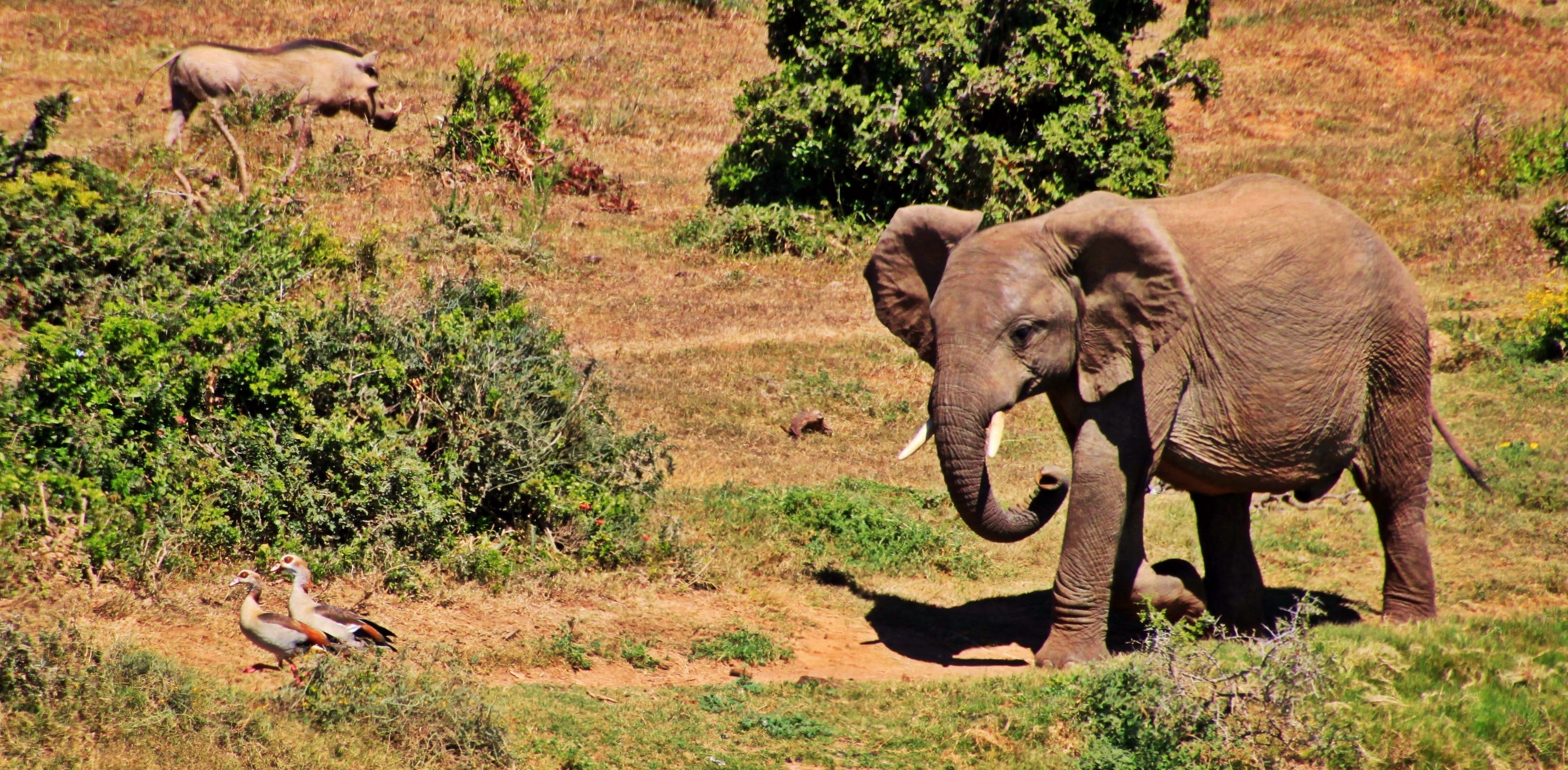 animal themes, sunlight, elephant, vertebrate, safari, kruger national park, warthog, animal family, wilderness, group of animals, tusk, herbivorous, 2K, HD Wallpaper