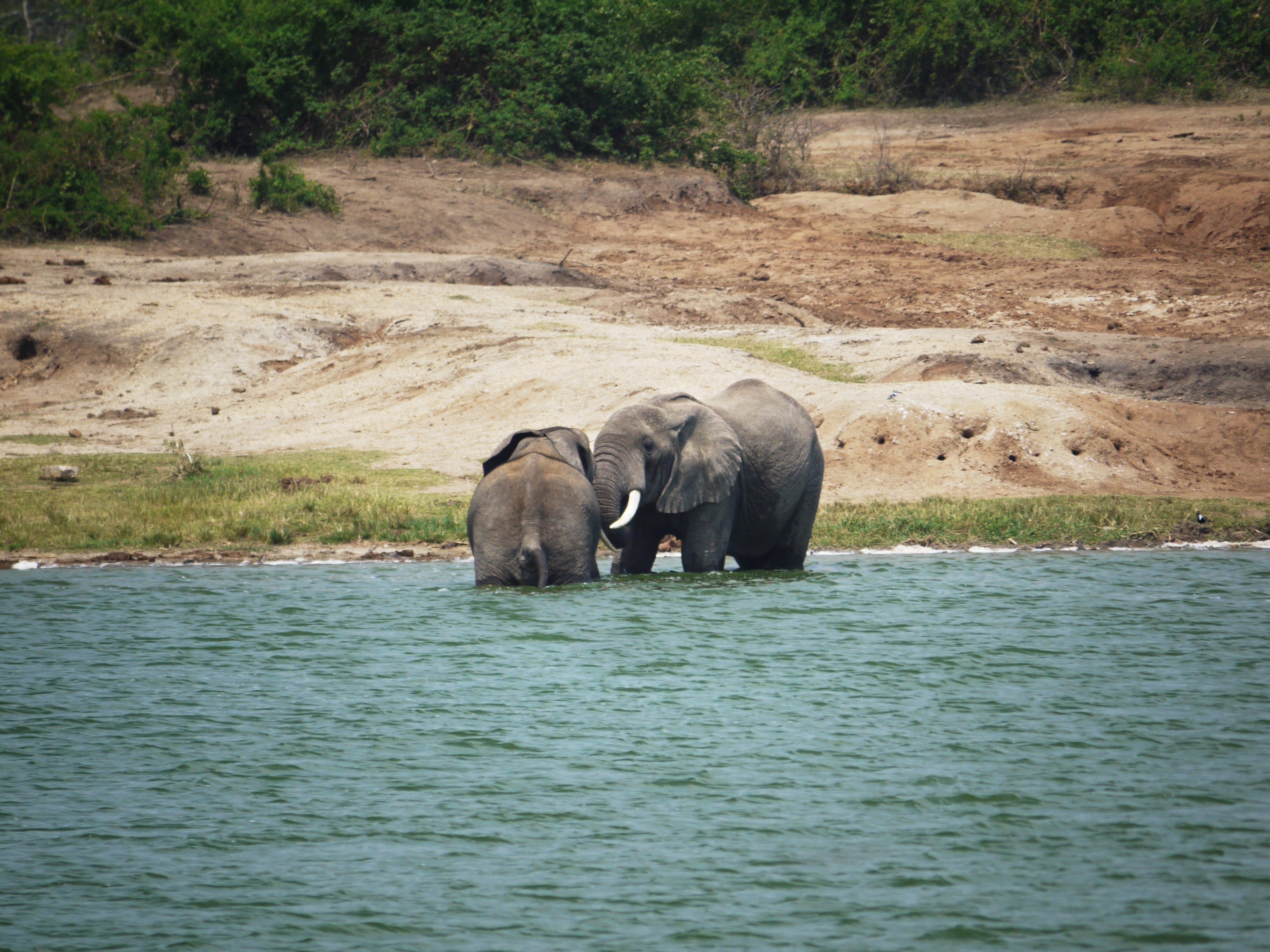 savannah, animals, plant, land, wilderness, elephant, fun, loving, dom, nature, day, elephant family, tusks, animal trunk, african elephant, animals in the wild, HD Wallpaper