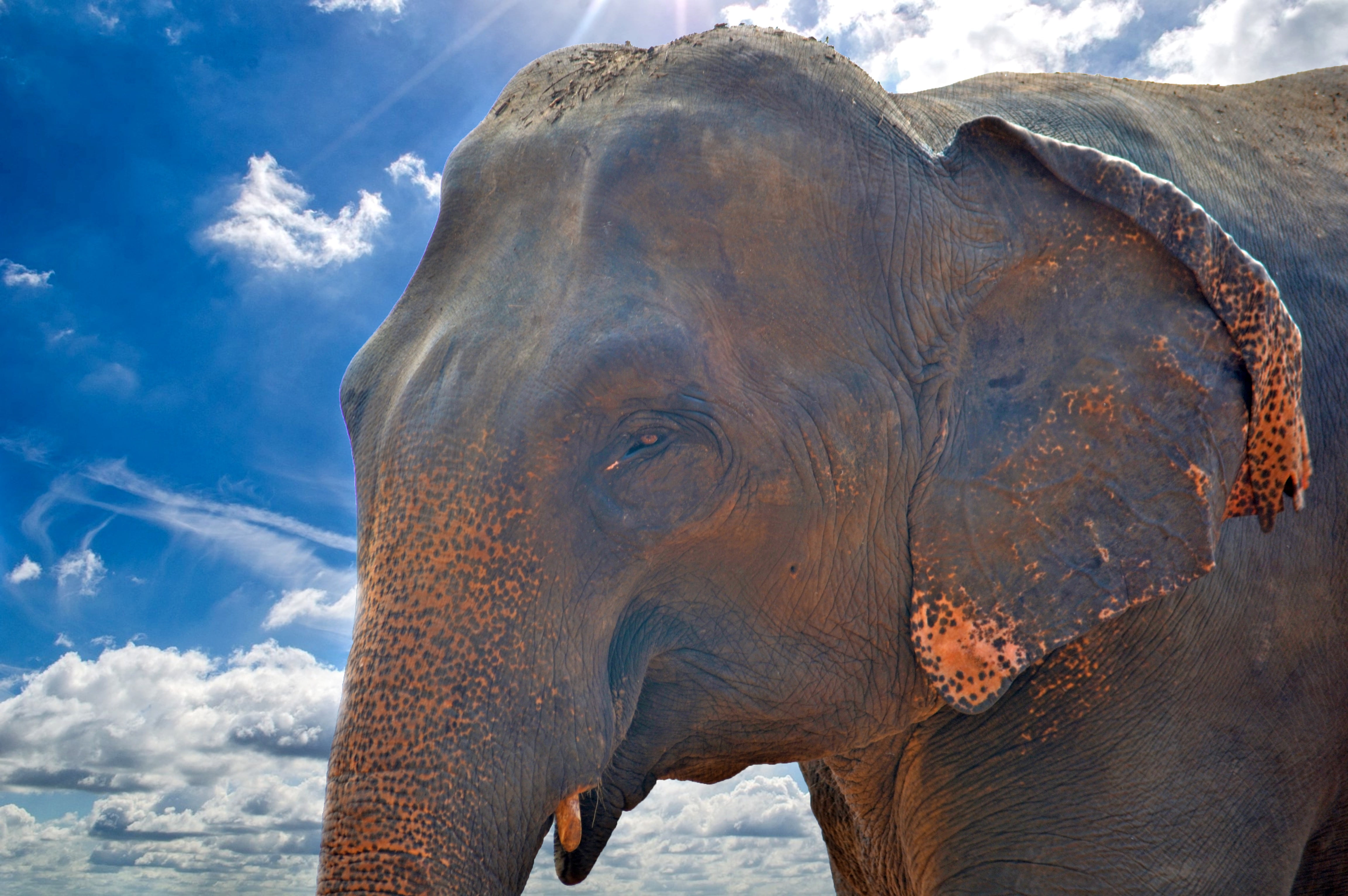 jumbo, vertebrate, pinnawala, sky, herbivorous, animal body part, photography, close-up, animals in the wild, 4K, large, wildlife, animal wildlife, elephant orphanage, HD Wallpaper