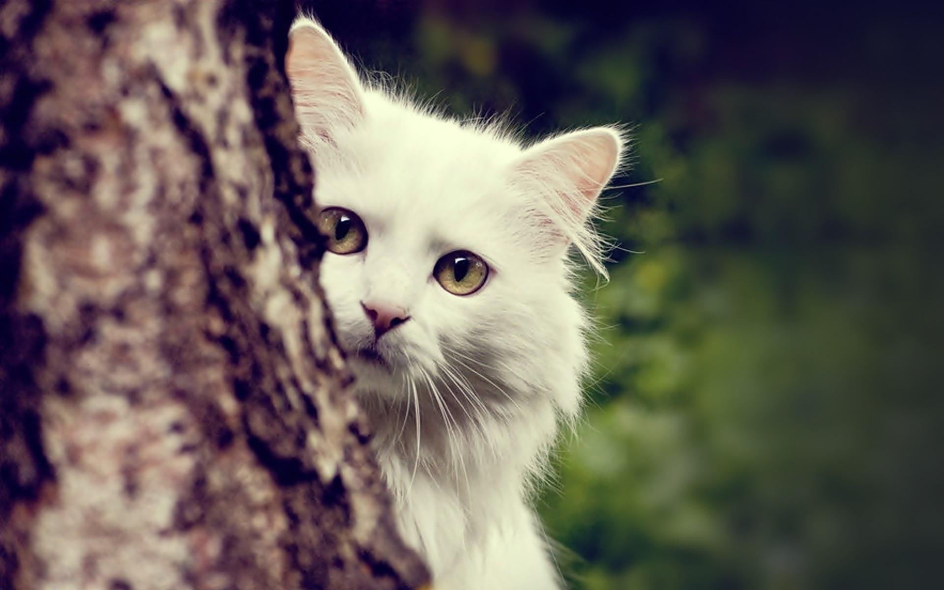 1080P, cats, animals, gallery, trunk, tree, photo, HD Wallpaper