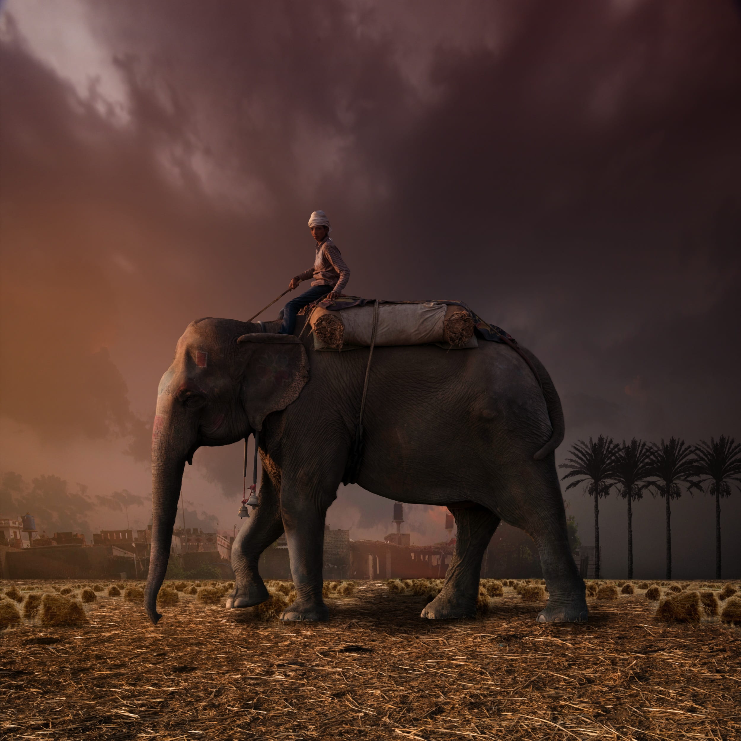 sunset, land, full length, mammal, red, elephant and rider, sky, animal, fantasy, side view, two animals, cloud - sky, vertebrate, animal themes, herbivorous, Phone HD Wallpaper