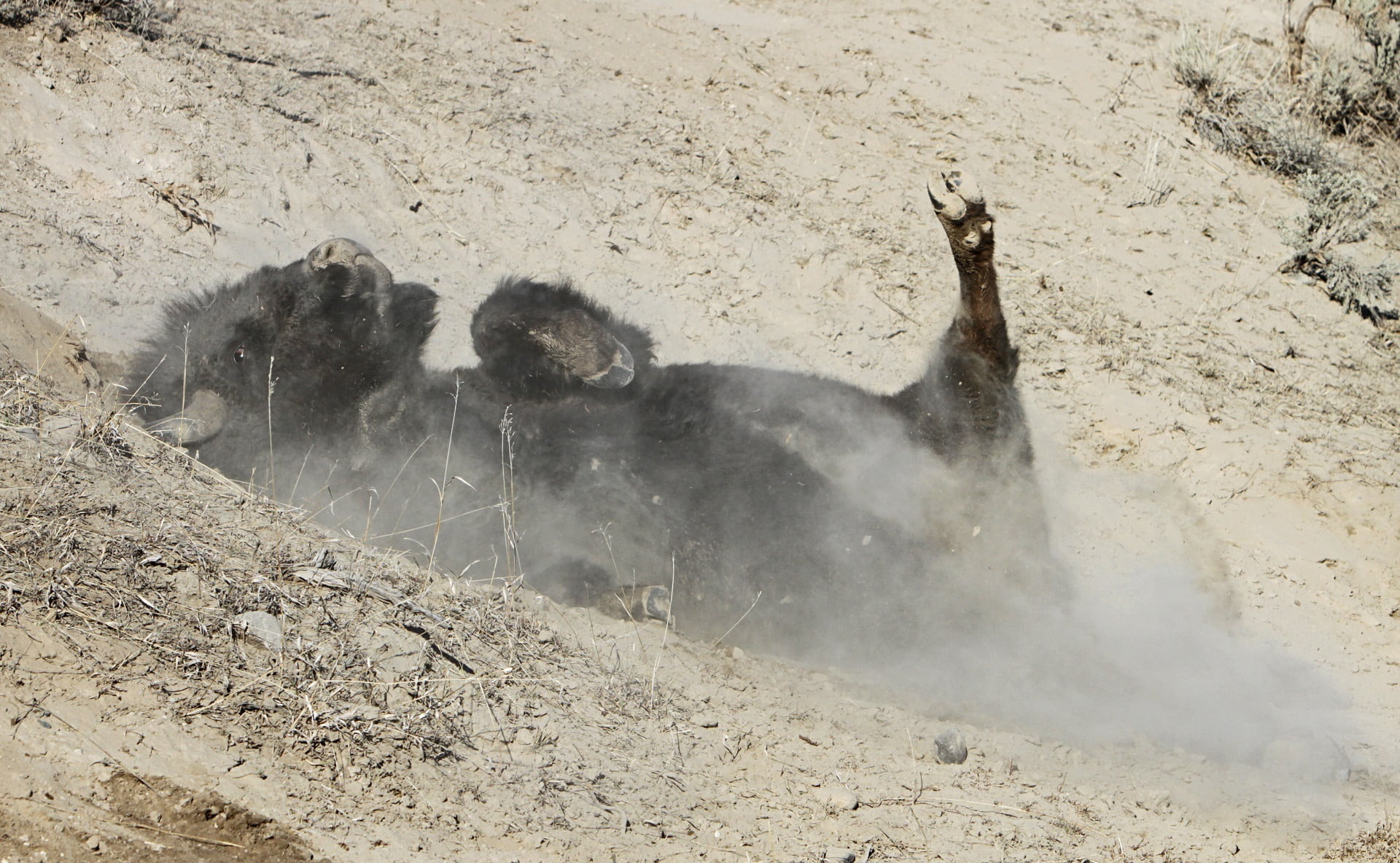 wyoming, dirt, buffalo, steam, bison, land, ground, 1080P, geology, male, bull, animals in the wild, power in nature, group of animals, no people, sand, HD Wallpaper