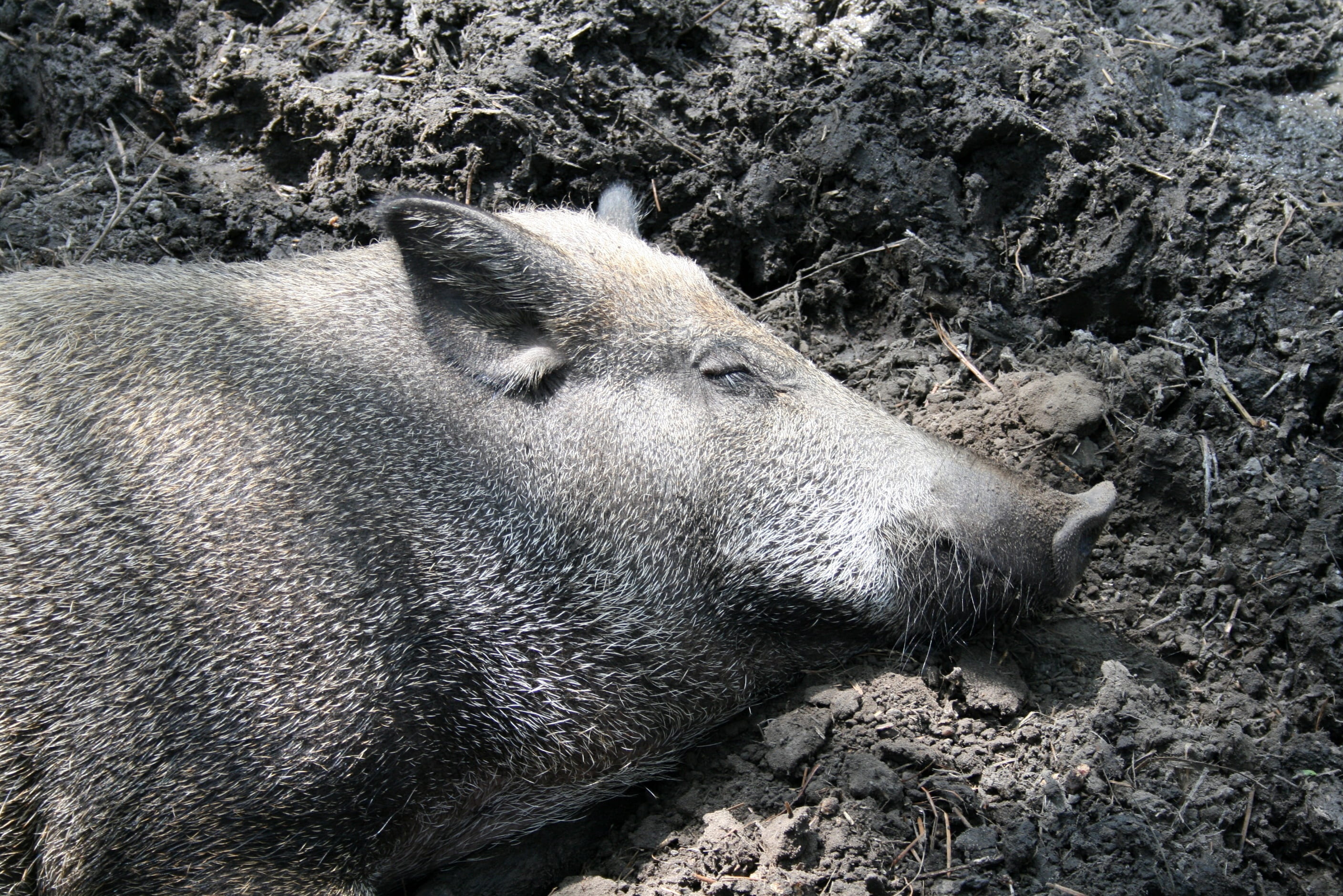 animal themes, animal wildlife, land, close-up, animal body part, mud, animal, field, outdoors, vertebrate, herbivorous, animals, animal head, day, wallow, HD Wallpaper