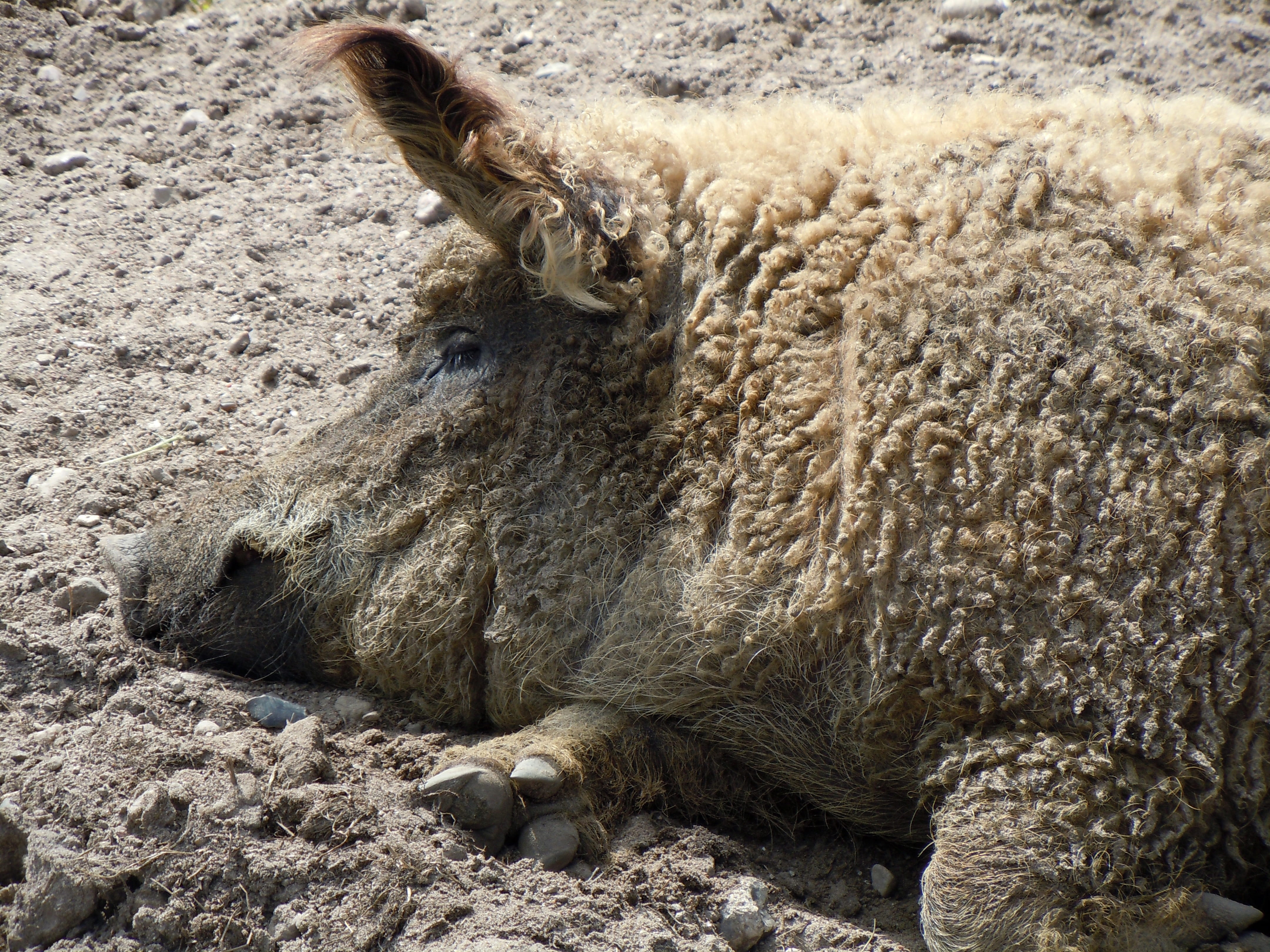 farm, Wool, 4K, domestic animals, animal wildlife, sheep, day, one animal, wool pig, animal themes, Wallow, close-up, animal, animals And Pets, animal body part, HD Wallpaper