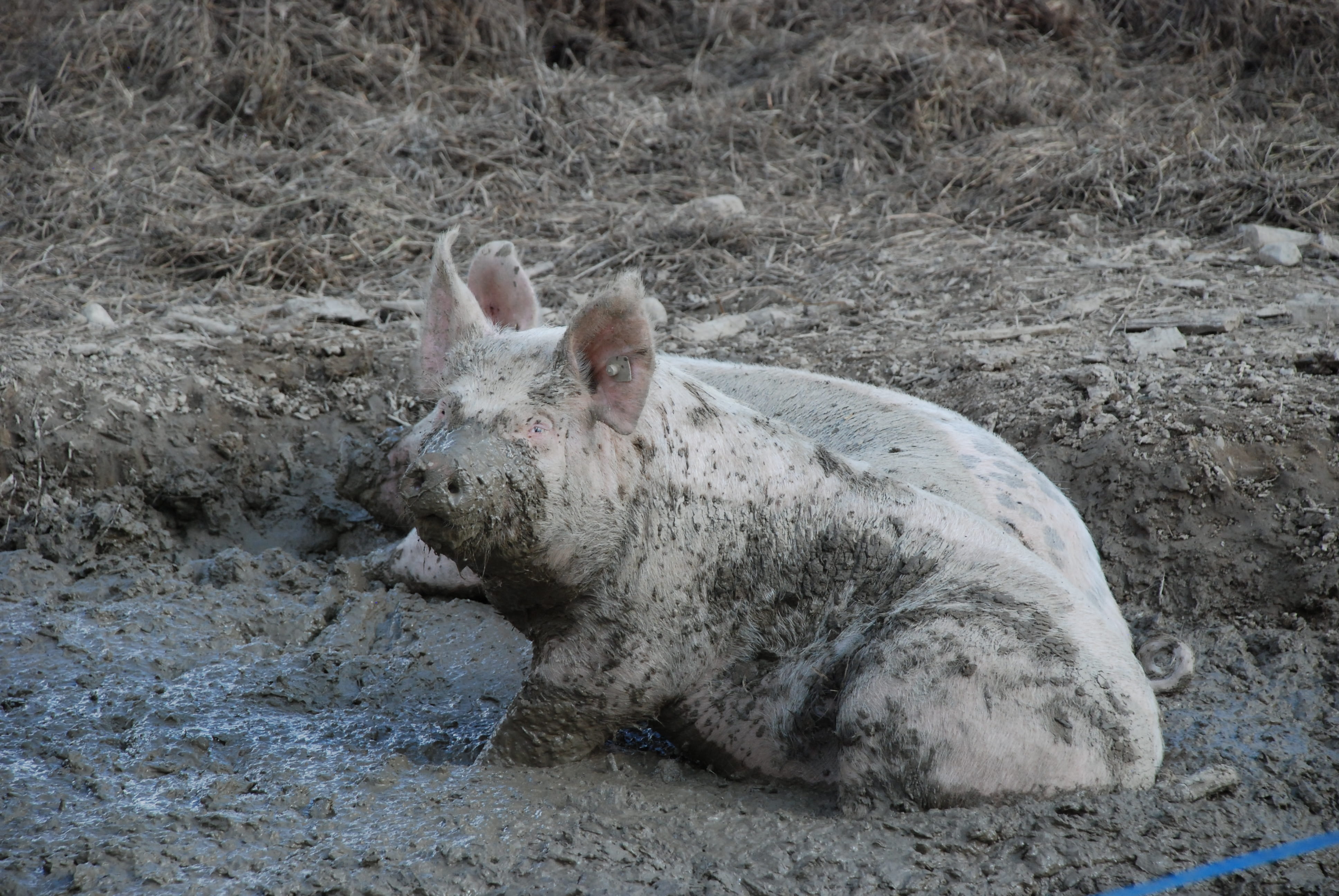 no people, dirty, paarhufer, animal themes, animals in the wild, nature, mud, Animals, animals And Pets, wildlife, Sow, farm, animal wildlife, Wallow, livestock, HD Wallpaper