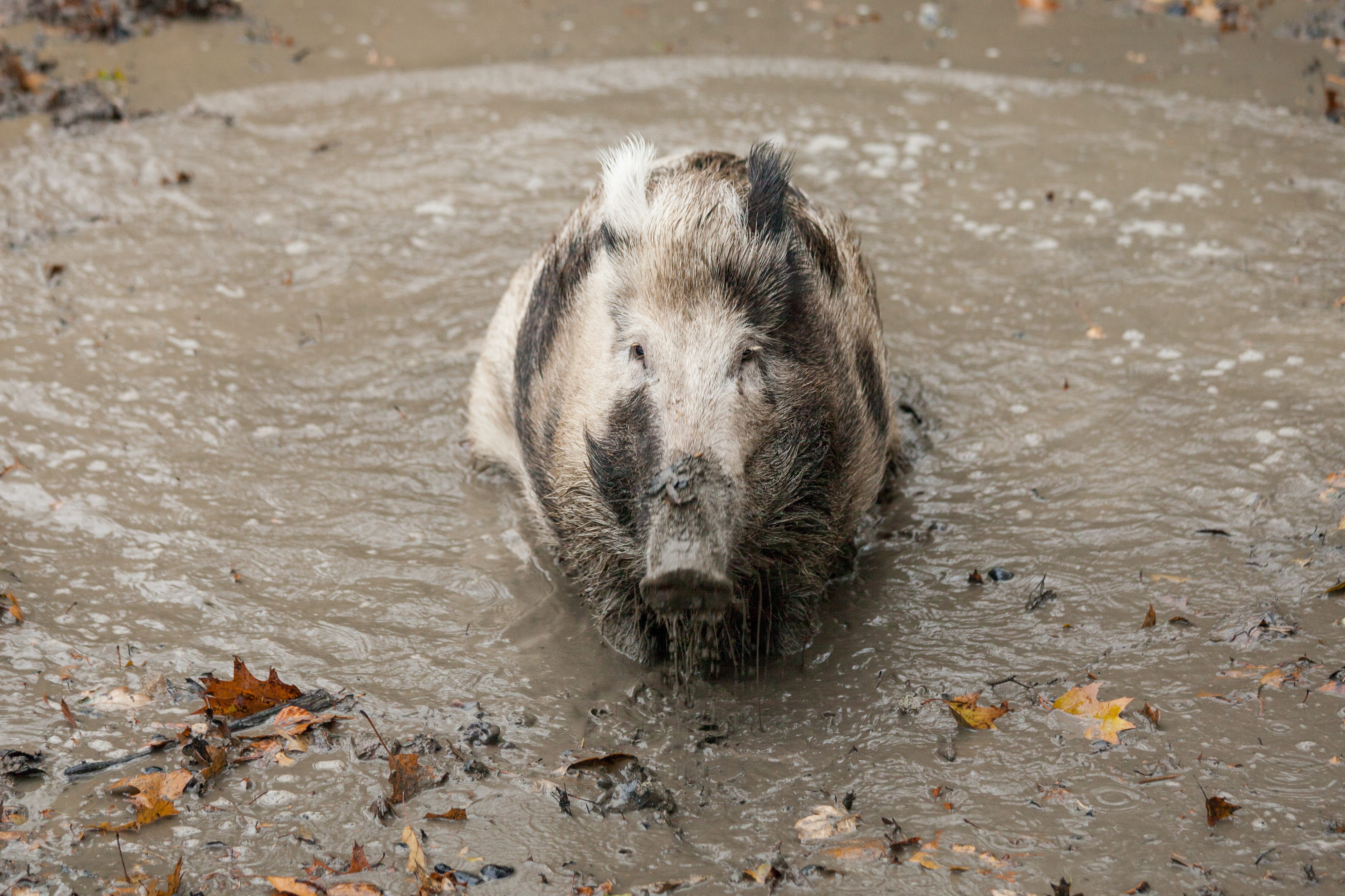 animals, hunting, pig, vertebrate, forest animals, animal, outdoor, looking at camera, animal world, wildlife photography, animal body part, mammal, whisker, HD Wallpaper