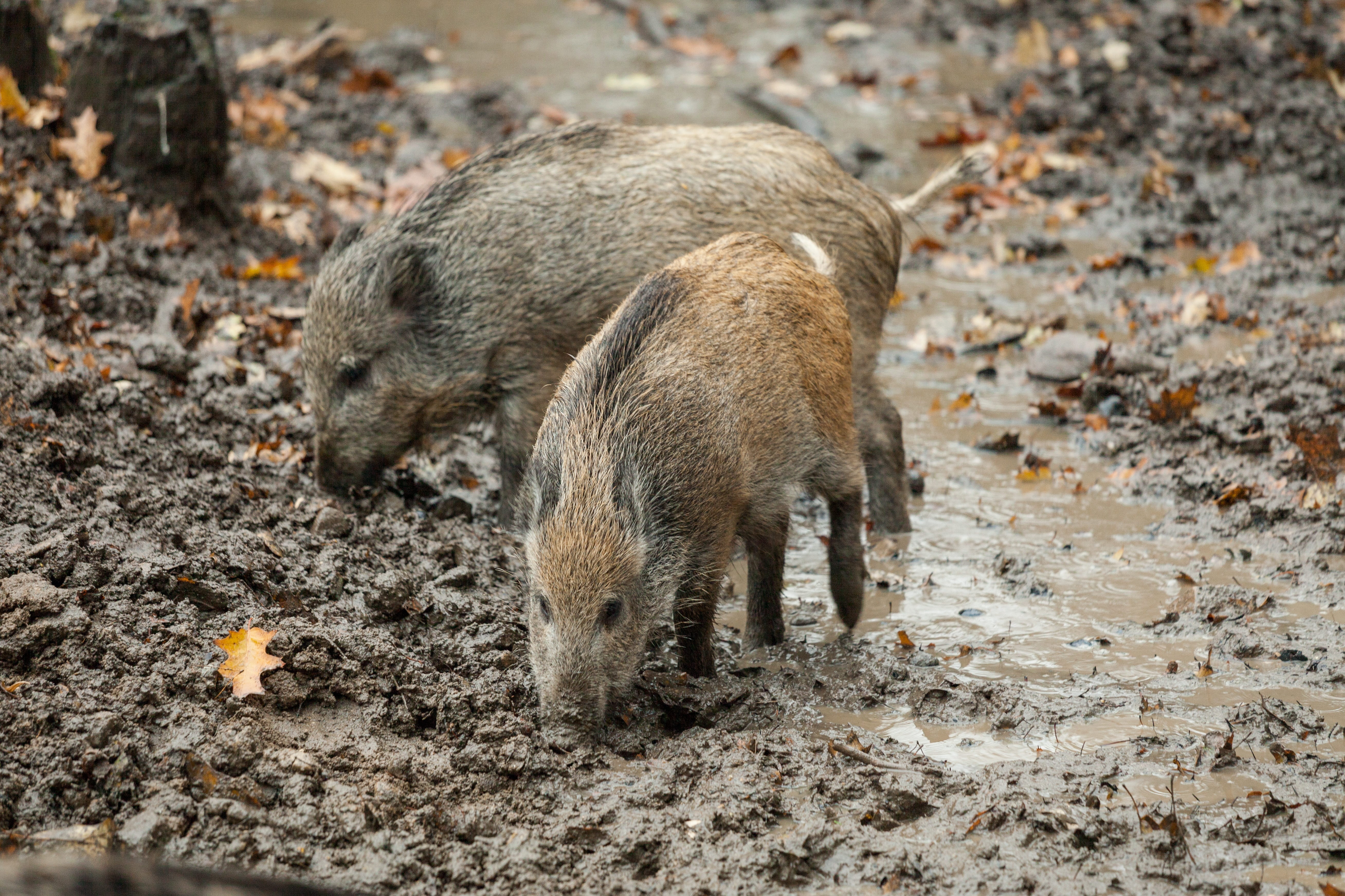 wallow, day, animal wildlife, pig, animals, wild boar, young animal, outdoor, animal, rooting, dirt, animal themes, outdoors, family, forest animals, mammal, HD Wallpaper