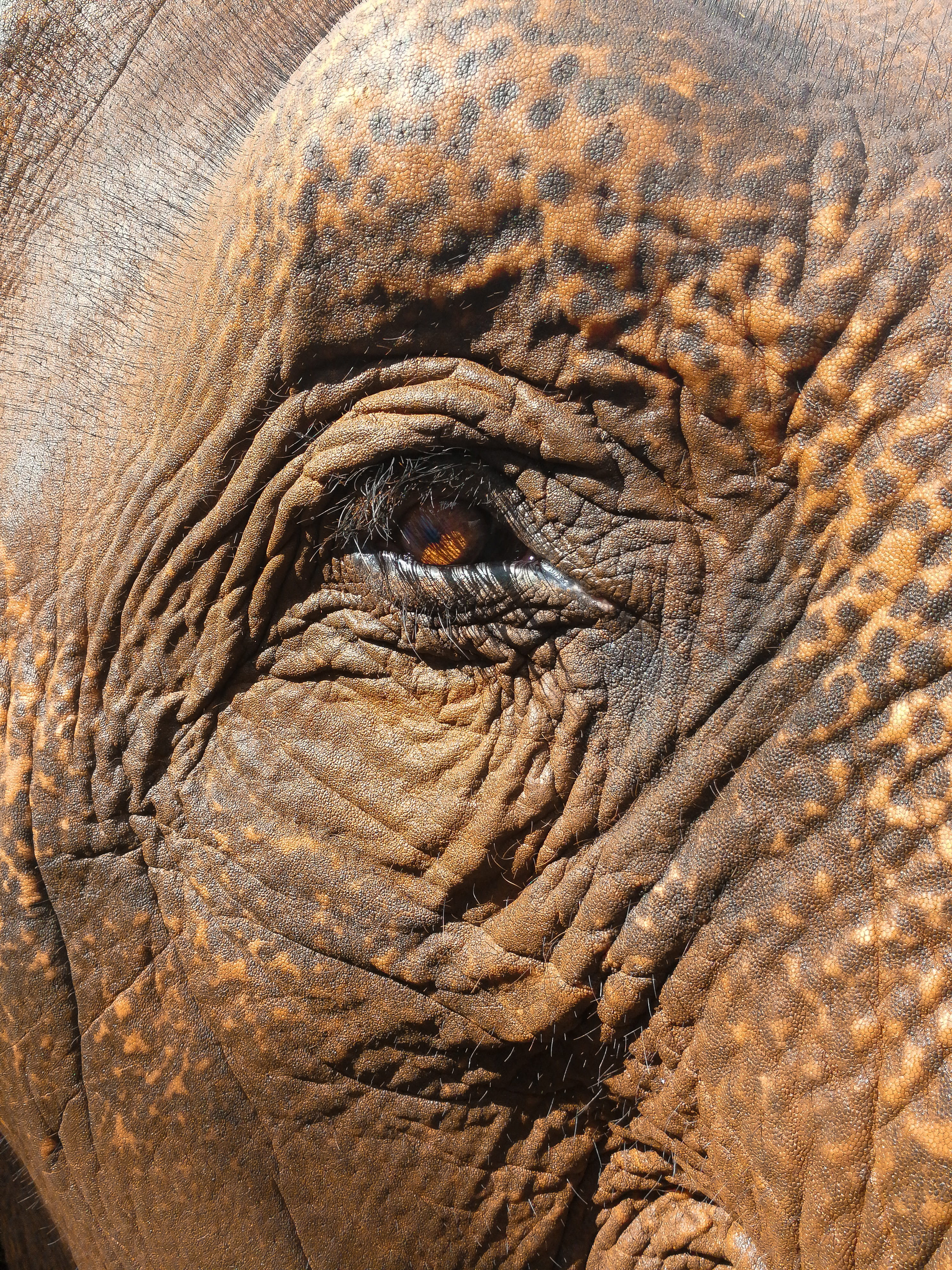 one animal, animal wildlife, herbivorous, vertebrate, textured, eye, full frame, closeup, close, herd, elephant, thailand, animal head, mammal, rhino, asia, Phone HD Wallpaper