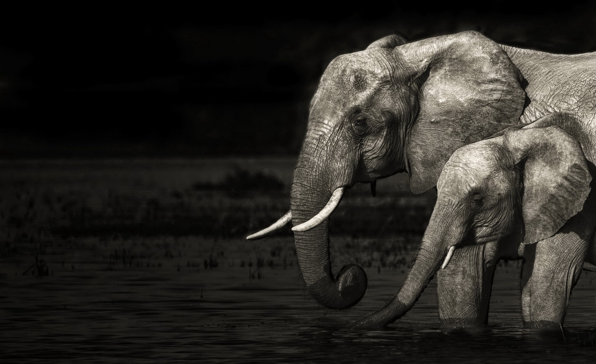 one animal, day, side view, Animals, animal, tusk, animal wildlife, elephant, animal themes, water, mammal, animals in the wild, animal trunk, Wild, herbivorous, HD Wallpaper