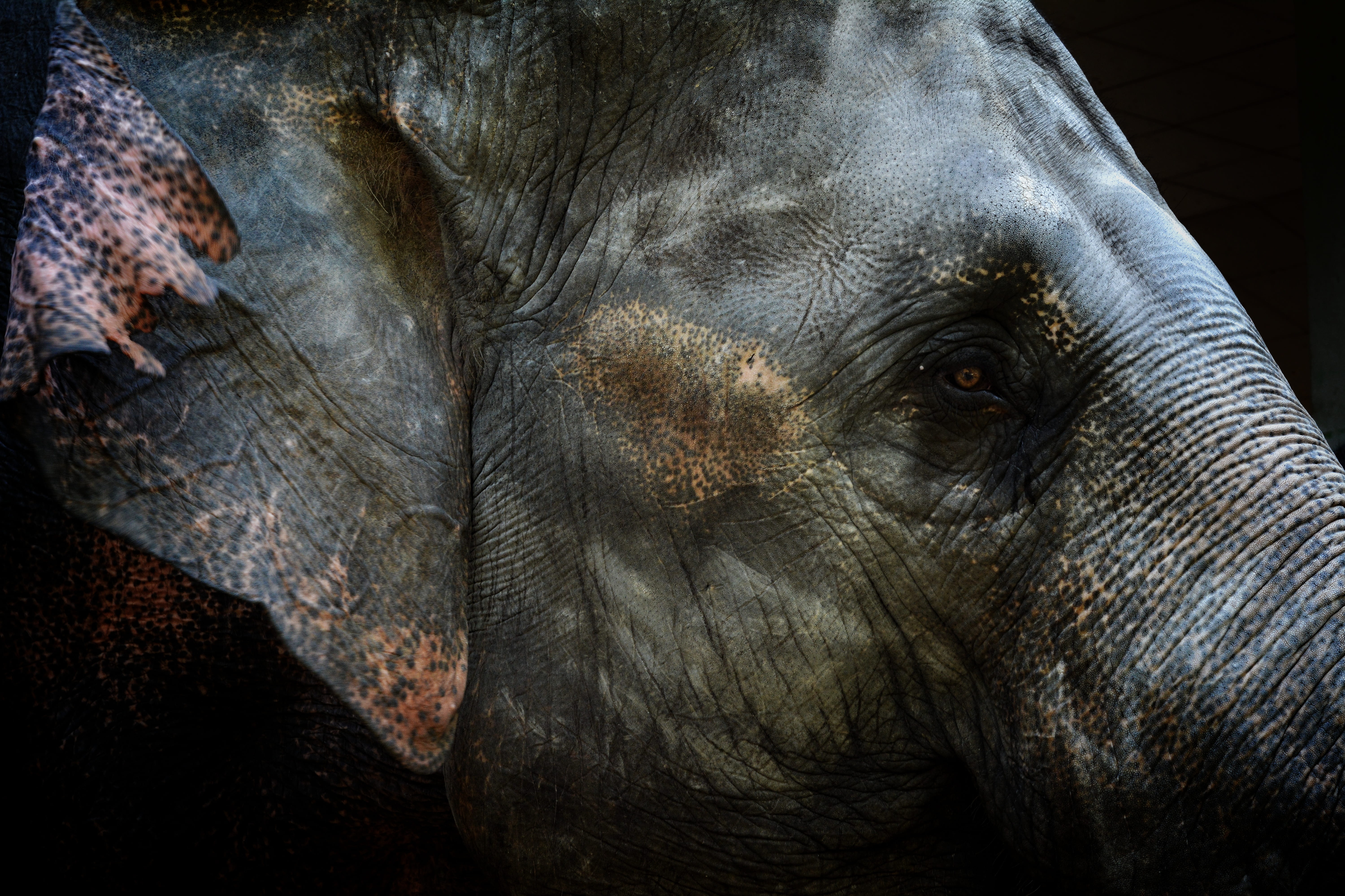 one animal, animal trunk, asian elephant, selective, animal skin, eye, photo, herbivorous, animals in the wild, no people, 5K, head, animal eye, focus, HD Wallpaper