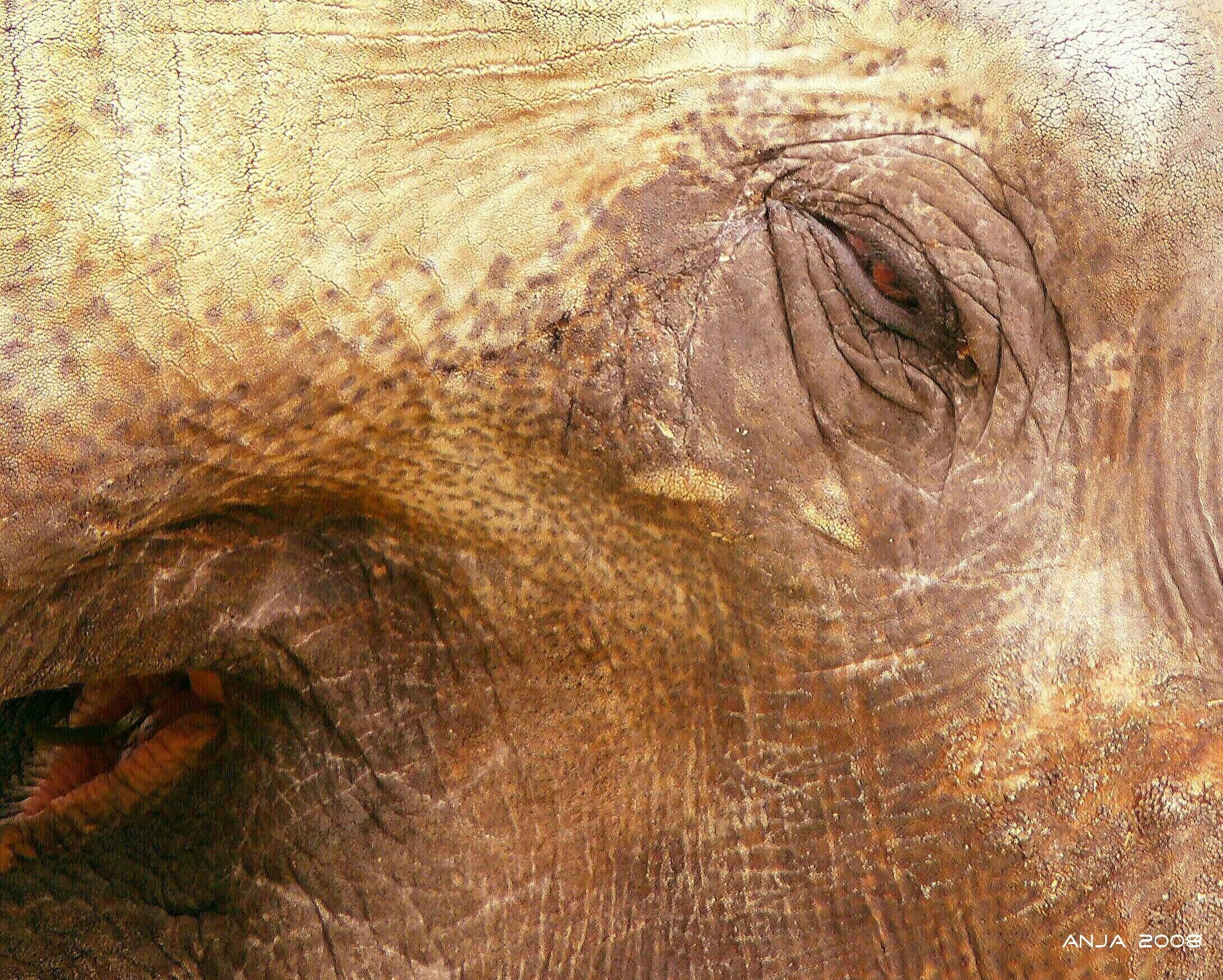 animal wildlife, elephant skin, wrinkled, africa, eye, animal, elephant, animal body part, day, no people, skin, animal world, 1080P, frown, close, animal themes, HD Wallpaper