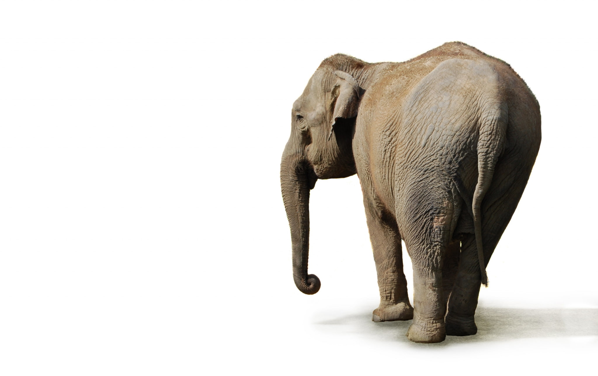 studio shot, walking, 1080P, animal trunk, herbivorous, vertebrate, no people, one animal, mammal, animal themes, white background, standing, full length, HD Wallpaper