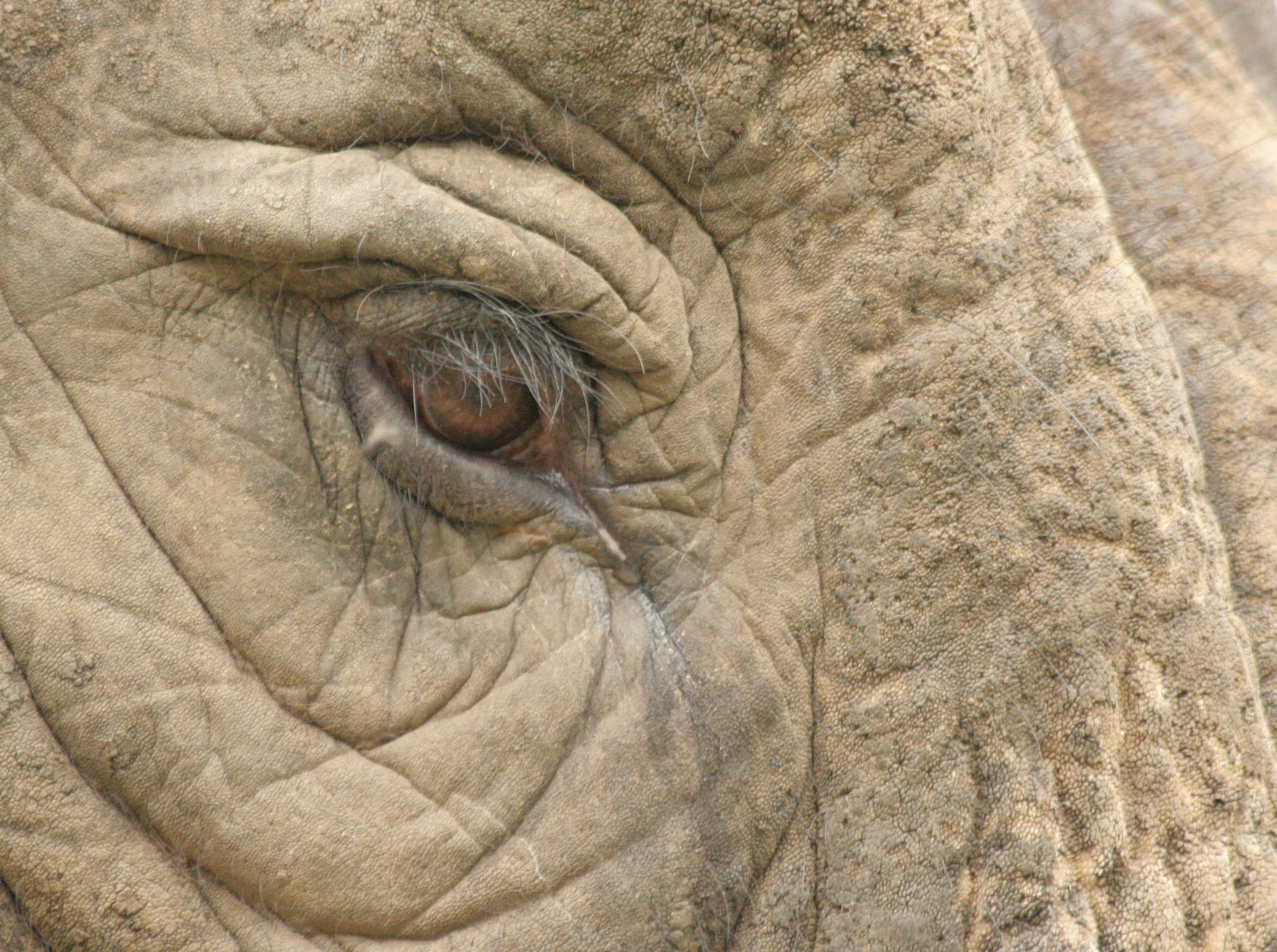 Elephant, animals, day, one animal, full frame, 2K, close-up, animal skin, Zoo, sensory perception, no people, human body part, vertebrate, Animal, animal wildlife, HD Wallpaper