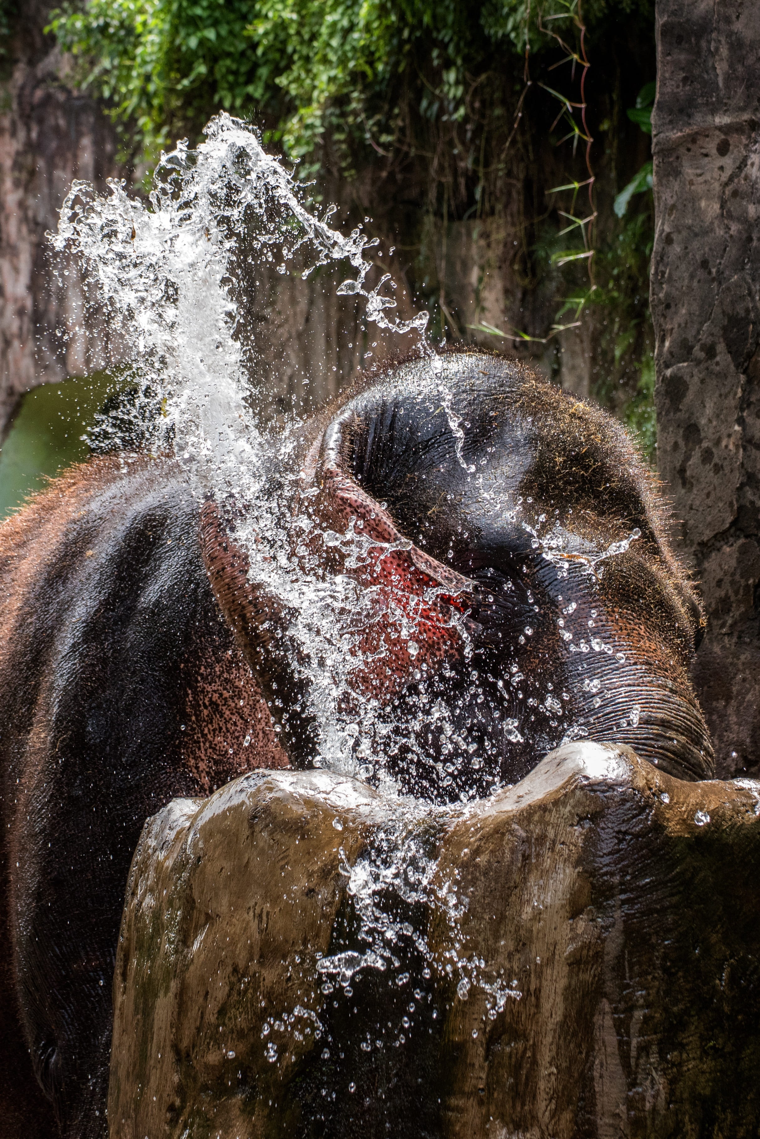 asia, asian, rock - object, wildlife, animal, background, day, bath, motion, long exposure, tourism, scenics - nature, elephants, flowing water, river, Phone HD Wallpaper