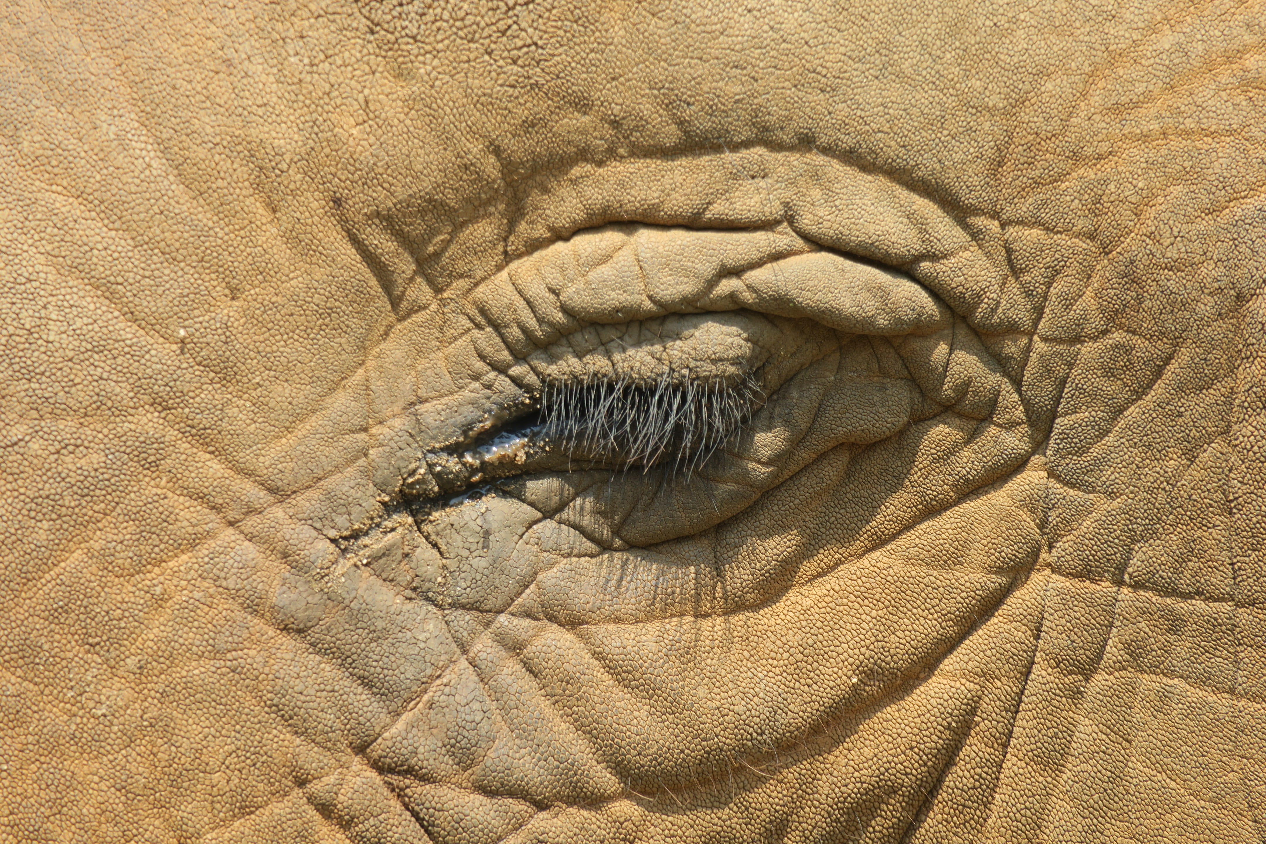 outdoors, textured, close-up, animal themes, extreme close-up, mammal, eye, full frame, backgrounds, 4K, portrait, close up, animal skin, pattern, asia, HD Wallpaper