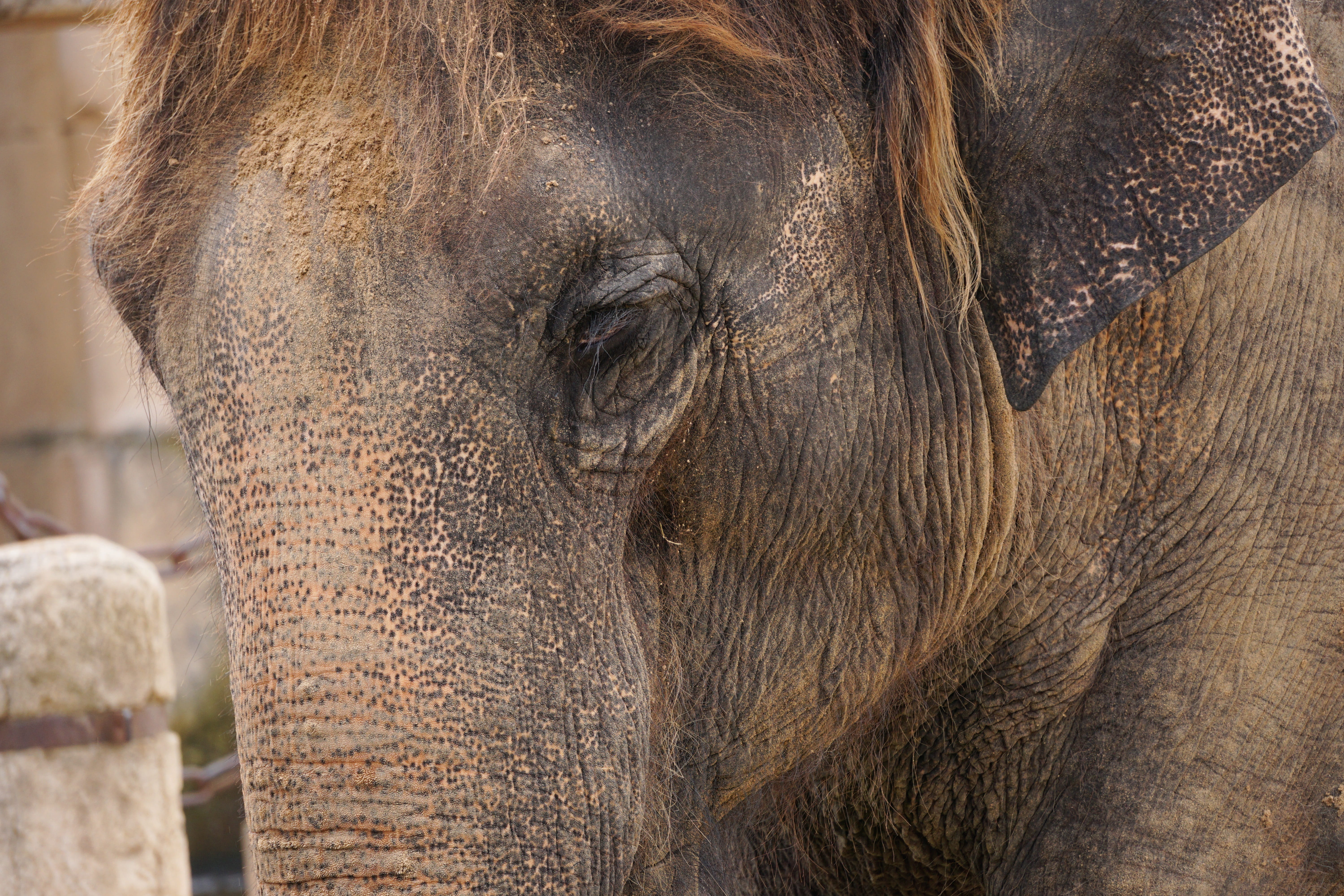 texture, eye, Elephant, asian elephant, animal body part, 5K, fold, ruesseltier, animal eye, day, animals in the wild, animal head, frown, vertebrate, HD Wallpaper
