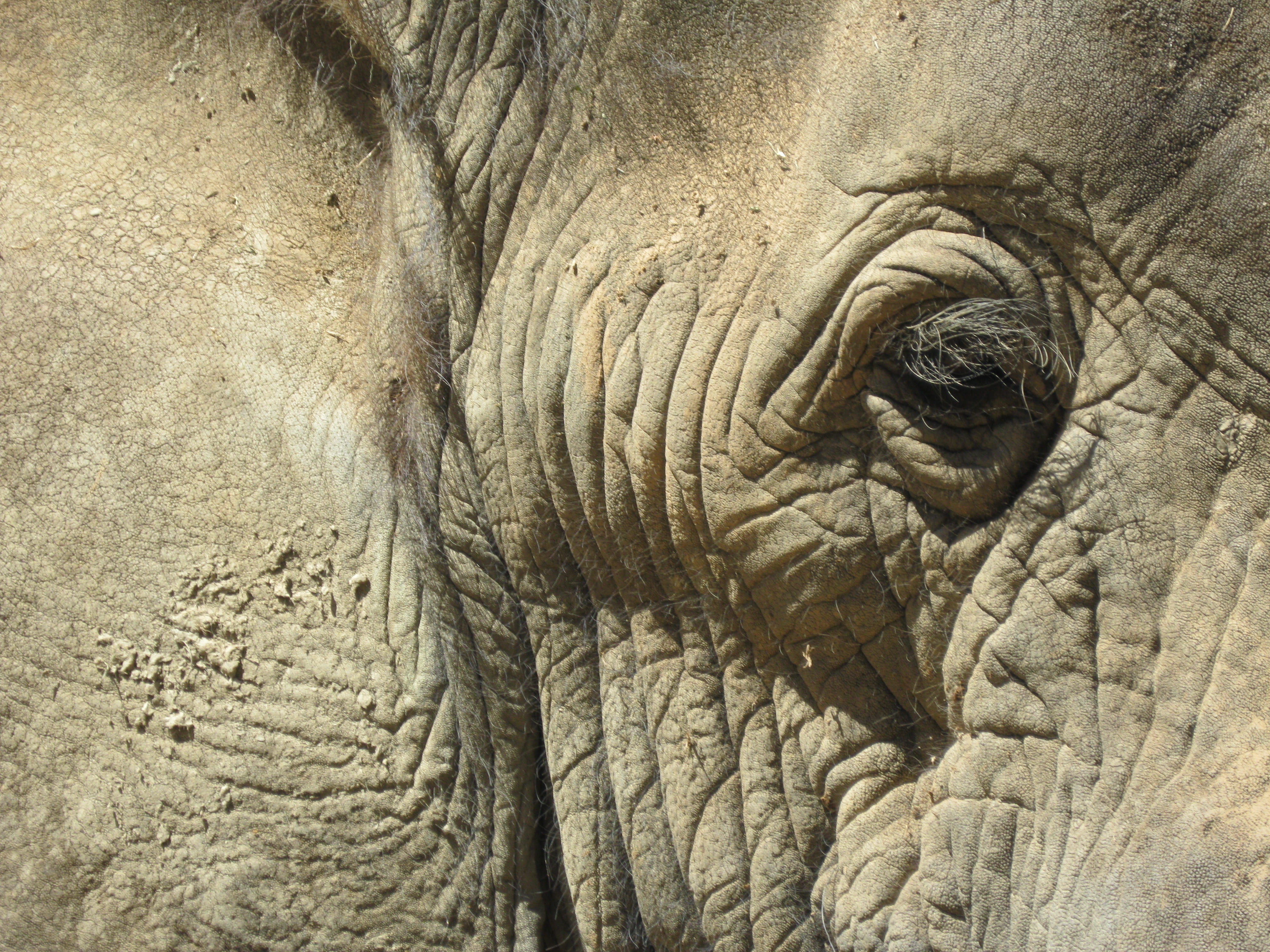 asian elephant, close-up, animal body part, textured, animal themes, wrinkled, 4K, herbivorous, animal, head, one animal, animal wildlife, animal head, HD Wallpaper
